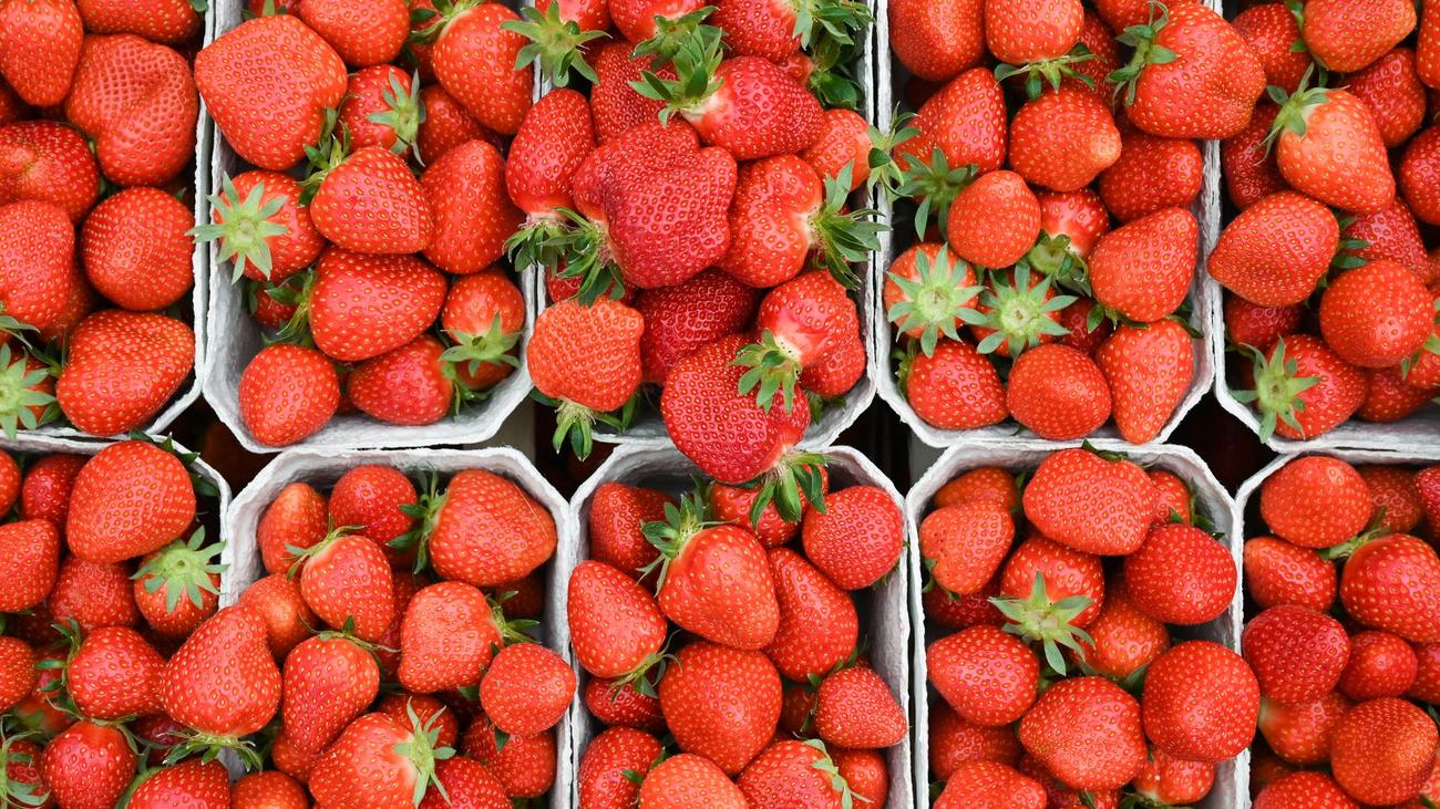 Thüringen, Erdbeeren, Erdbeersaison, Ernte, Landwirtschaft, Agrarministerium, Gebesee, Obstbau, Gemüseanbau, Mindestlohn, Produktionskosten, Freiland, Folientunnel, Hofladen, Regionalprodukte, Anbaufläche, Erntemenge, Bürokratiemelder, Arbeitsplätze, Investitionen
