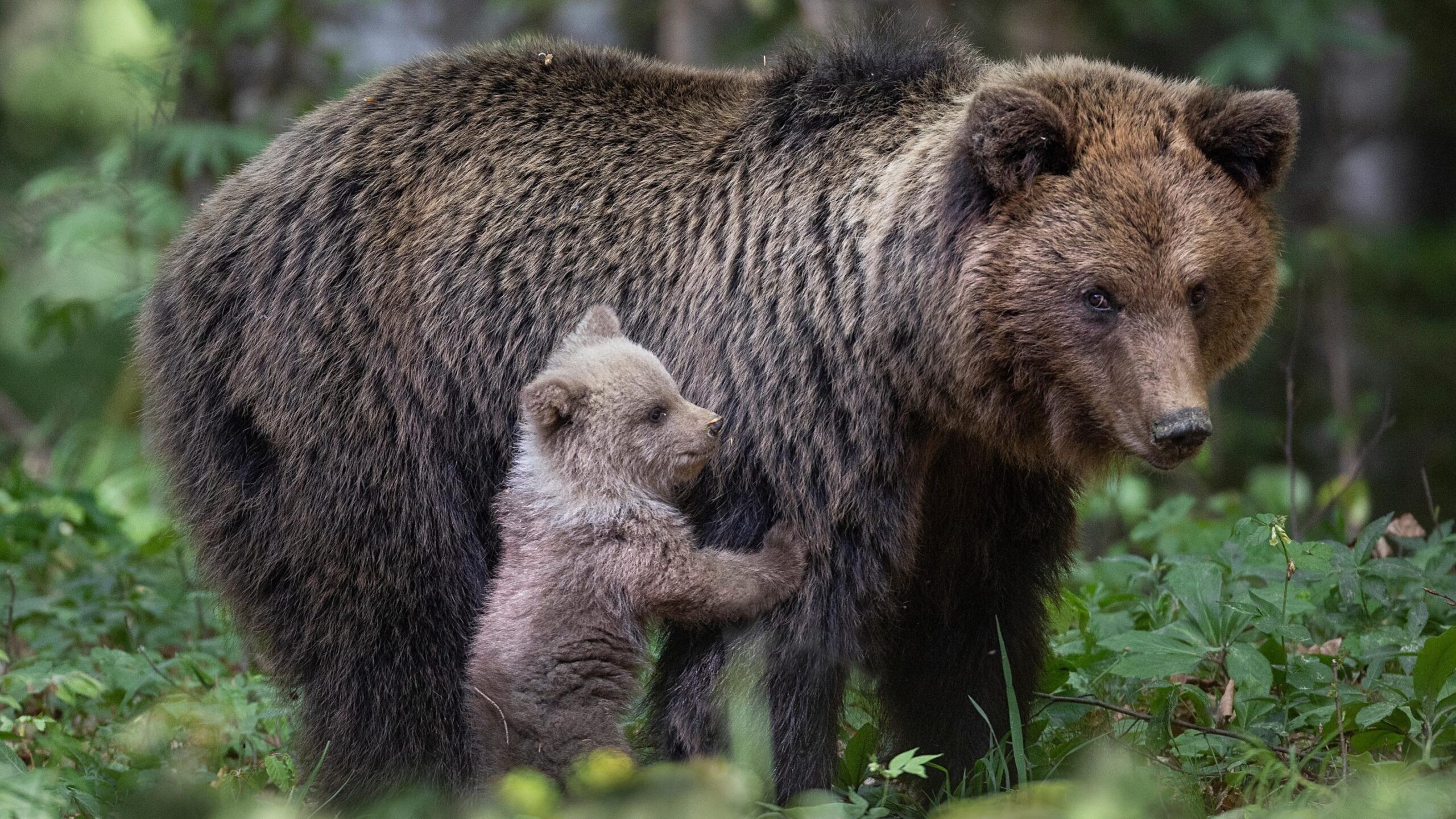Caramelles, Pyrenees, bear, hunting, illegal hunt, court, sentence, wildlife conservation, environmental law, Pays de l'ours, Office français de la biodiversité, OFB, Ariège, Seix, Fanny Campagne
