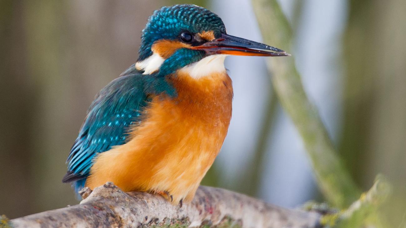Vogelzählung, Berlin, Stunde der Gartenvögel, Nabu, LBV, Stieglitz, Hausrotschwanz, Spatz, Ringeltaube, Vogelbeobachtung, Citizen Science, Naturschutz, Ornithologie, Wartenberger Feldflur, Rummelsburger Bucht, Vogelexkursion
