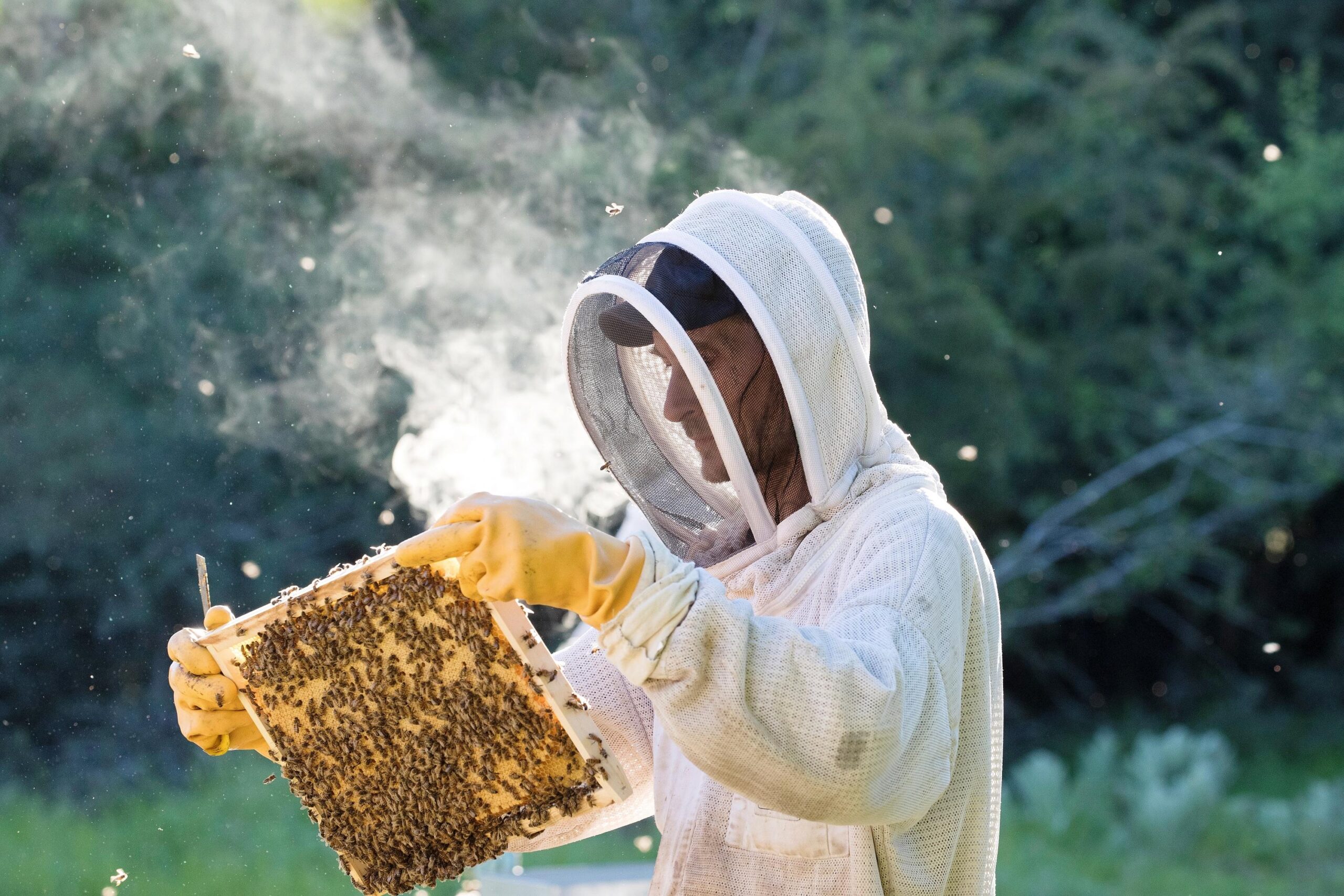 Néonicotinoïdes, France, apiculteurs, abeilles, pesticides, agriculture, Assemblée Nationale, loi, Laurent Duplomb, pollinisateurs, miel, Union Nationale de l'Apiculture Française (UNAF), insecticides, toxicité, environnement, santé, biodiversité, acétamipride, crise agricole, souveraineté alimentaire, déclin des insectes
