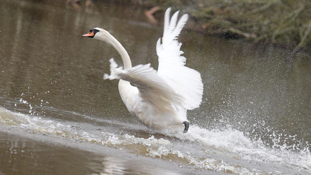 Hamburg, Eppendorfer Mühlenteich, Schwanenquartier, Alsterschwäne, Schwanenwesen, Hamburg-Nord, Erikastraße, Neubau, Schwäne, Schwanenvater, Wildtierstation, Hamburg-Wellingsbüttel, Vogelgrippe, Mehrzweckgebäude
