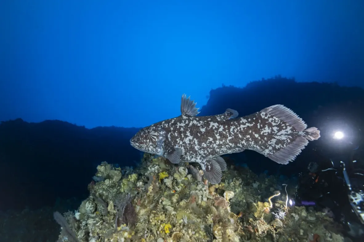 Coelacanth, dinosaur fish, living fossil, Indonesia, Maluku Islands, Sulawesi, Latimeria chalumnae, L. menadoensis, fish discovery, deep-sea fish, conservation, Mark Erdmann, marine vertebrate, biogeography, ecology, underwater species, rare photoshoot, rebreathers, trimix breathing gases, deep-reef habitat, new species, endangered species
