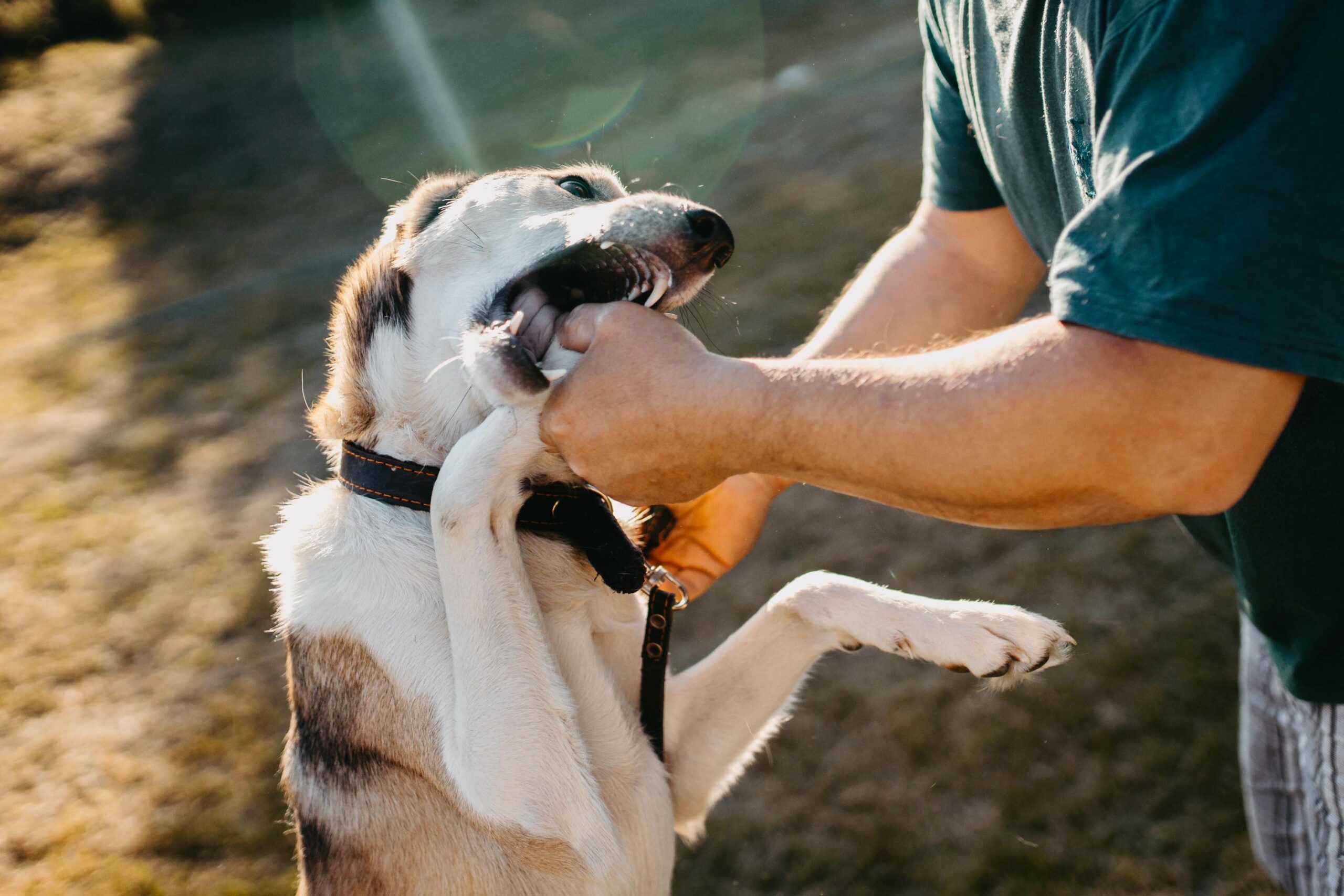 dog theft, stolen dogs, dog breeds, pet theft, dog safety, preventing dog theft, I-CAD, pet security, dog breeds targeted, black market dogs, dog adoption, lost dogs, stolen puppies, dog fighting, pet owner advice
