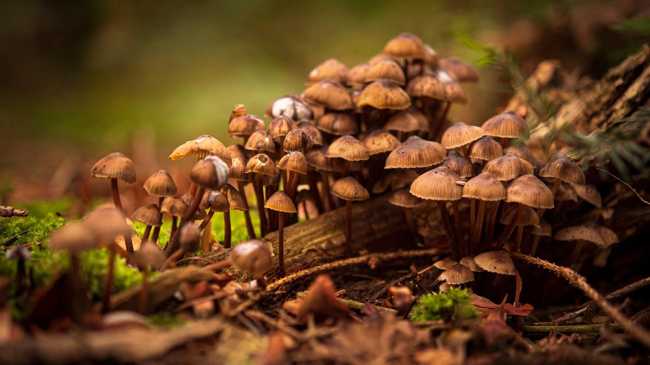Mushrooms, Fungi, Lower Saxony, Bremen, Species List, Red List, Endangered Species, Mycology, Fungal Diversity, NLWKN, Species Mapping, Fungal Identification, Fungal Ecology
