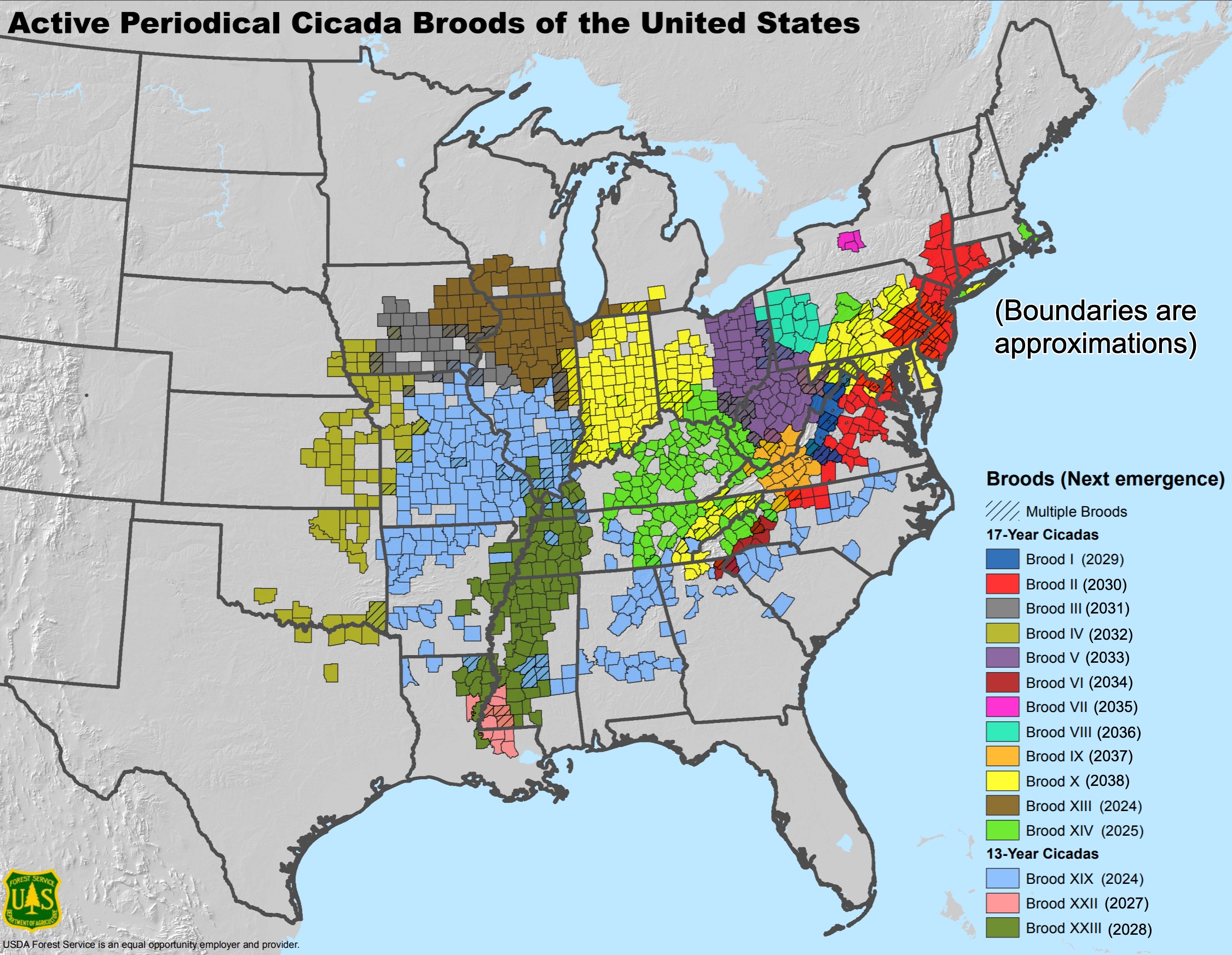 cicadas, Brood XIV, periodical cicadas, 17-year cicadas, cicada emergence, cicada map, cicada life cycle, cicada research, Cicada Safari app, eastern US cicadas, cicada ecosystems, cicada food web, annual cicadas
