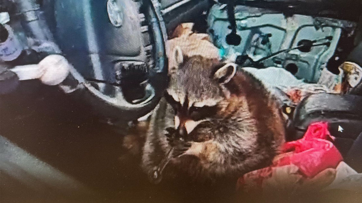raccoon, meth pipe, Ohio, traffic stop, drugs, Victoria Vidal, Springfield Township Police, Chewy, methamphetamine, crack cocaine, drug paraphernalia, illegal pet, animal welfare, crime, police, Cuyahoga Falls Police
