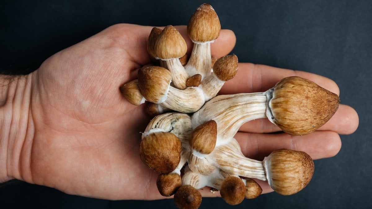Parkinson's disease, psilocybin, magic mushrooms, psychedelic therapy, mood, cognition, motor symptoms, depression, anxiety, UCSF, Ellen Bradley, Amir Inamdar, clinical trial, neurodegenerative disease, dopamine, serotonin, mental health, treatment, research, neurological disorder
