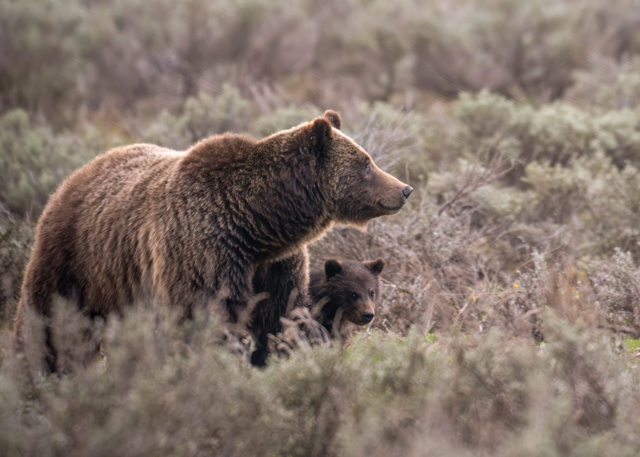Grizzly bear, Grand Teton National Park, Grizzly 1058, Grizzly 399, Wyoming, wildlife, bear death, vehicle strike, Snake River Canyon, Queen of the Tetons, PBS documentary, wildlife conservation, bear research, Buffalo Fork River
