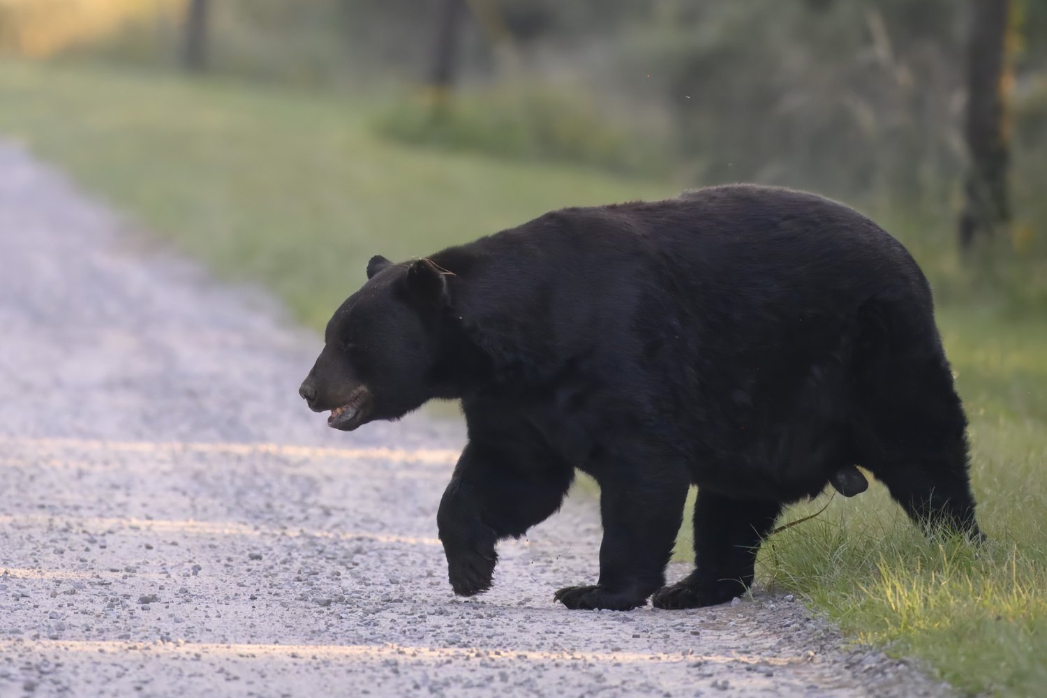 Florida bear attack, fatal bear attack, Collier County, Robert Markel, bear hunting, Florida Fish and Wildlife Conservation Commission, FWC, black bears, bear population, bear management, bear hunt reinstatement, bear safety, bear encounters, wildlife safety, Florida wildlife, bear mauling, Naples Daily News, bear conservation, Black Bear Management Plan

