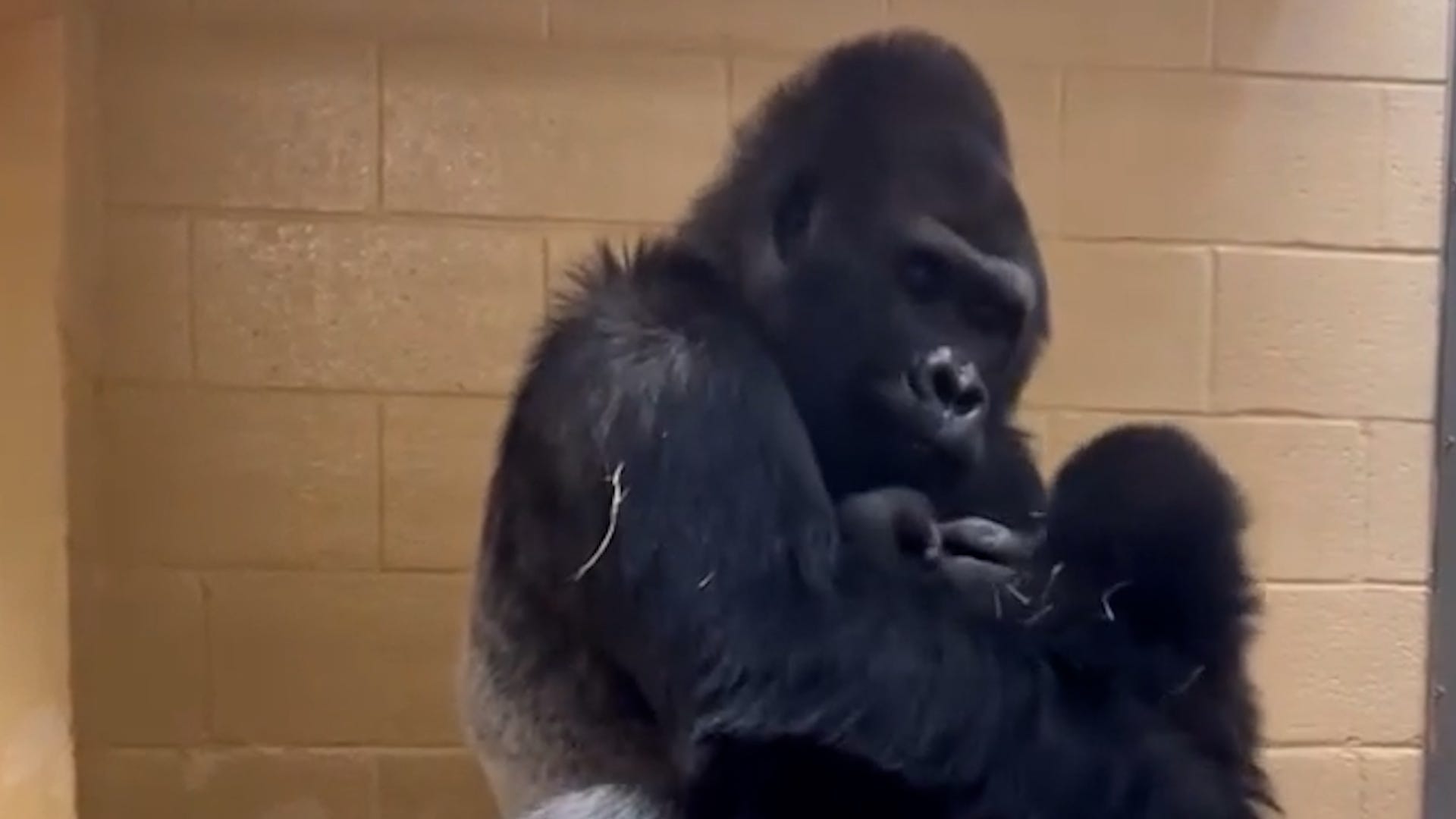gorillas, Atlanta Zoo, Willie B. Jr., Willie B. III, silverback gorillas, gorilla playtime, gorilla father-son, gorilla behavior, animal videos, cute animal videos, uplifting news, happy gorillas, gorilla communication, gorilla tickle fight, Willie B. legacy

