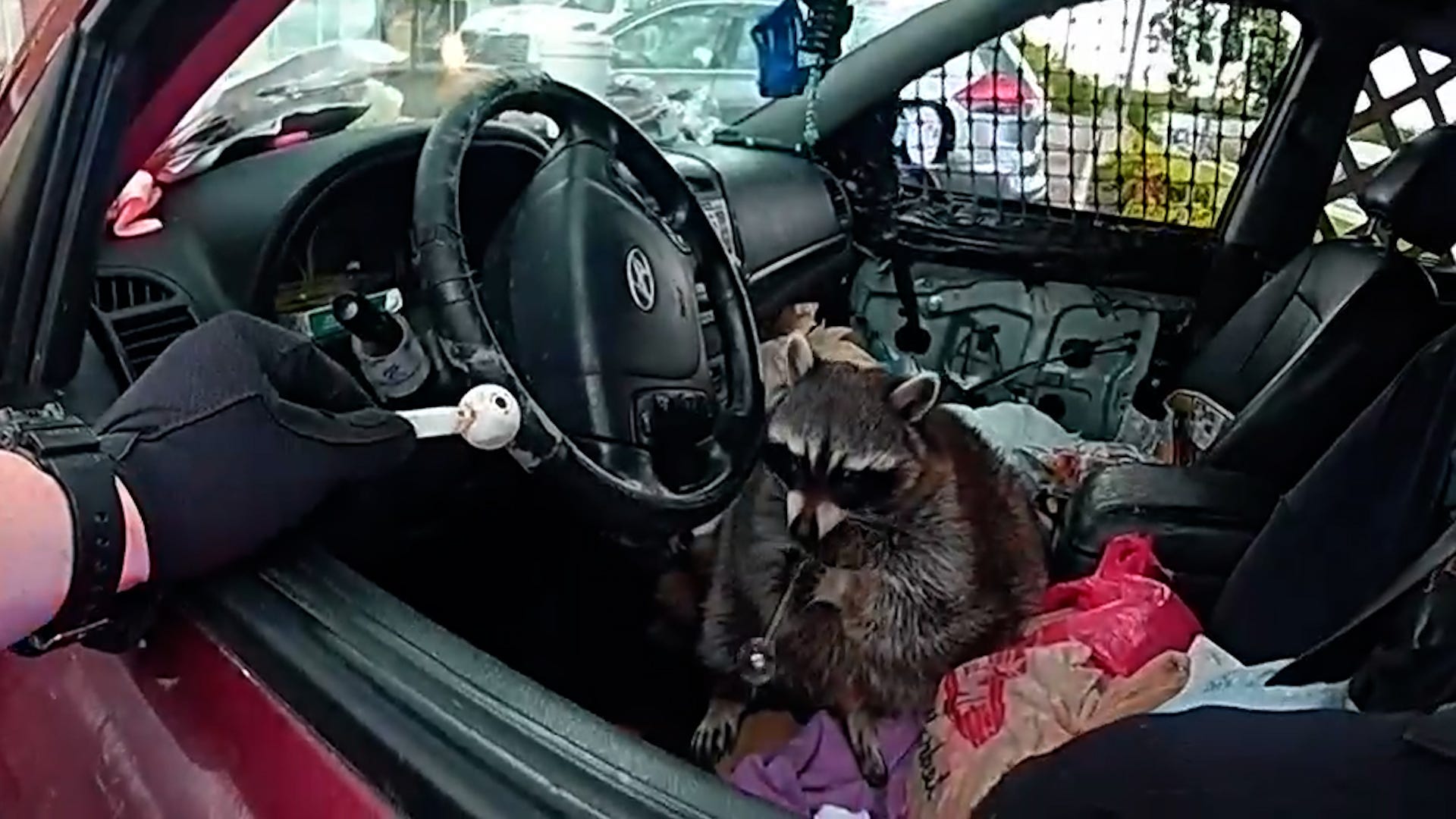 raccoon, meth pipe, drug arrest, Ohio, Springfield Township Police Department, Victoria Vidal, Chewy the raccoon, drug paraphernalia, suspended license, Cuyahoga Falls Police, drug possession, animal story, bizarre news, trending news

