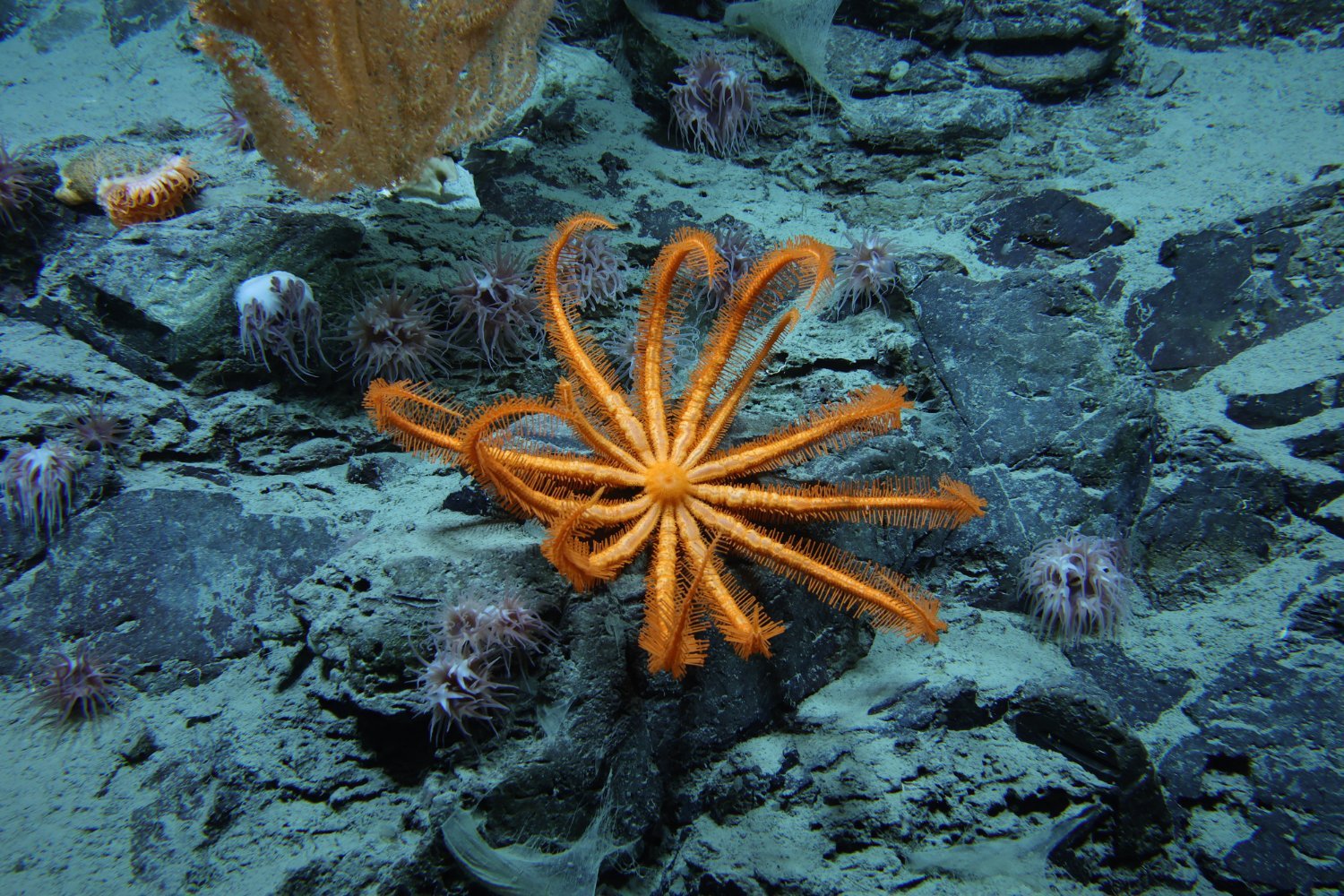 deep sea, ocean exploration, seafloor mapping, marine biology, deep-sea mining, ocean research, undiscovered species, ocean policy, climate change, biodiversity, ocean conservation, deep-sea environment, underwater research, ocean discovery, Clarion-Clipperton Zone
