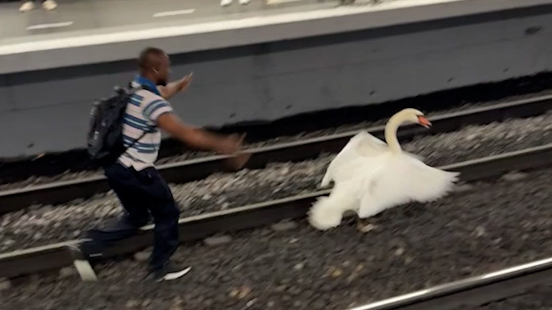 Swan, train, France, Bussy Saint-Georges, Torcy, station, delay, humor, funny, good news, uplifting, heartwarming, animal rescue, bird, rail, travel
