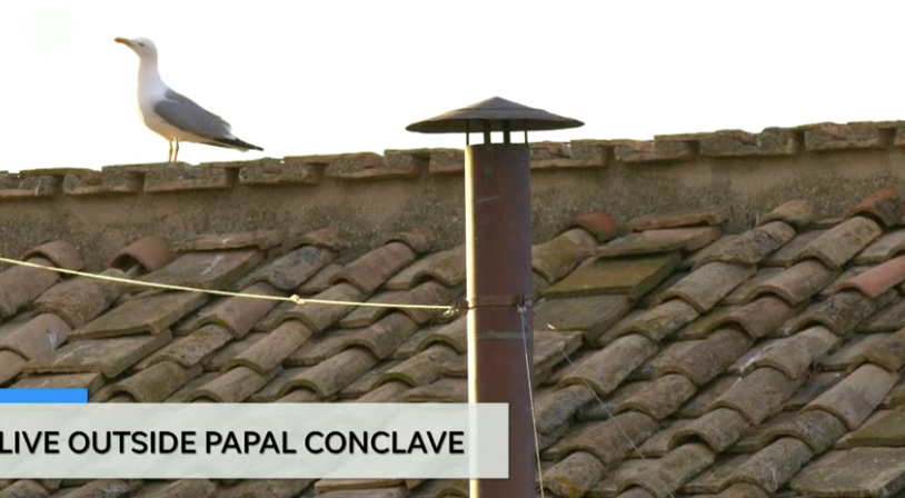 Papal Conclave, Sistine Chapel, Vatican City, Seagulls, Pope Election, College of Cardinals, Black Smoke, White Smoke, Livestream, USA TODAY, Vatican Officials, Greta Cross, Catholic Bishops, Cardinals, Pope Francis, Pontiff, Conclave Voting, Social Media Reactions
