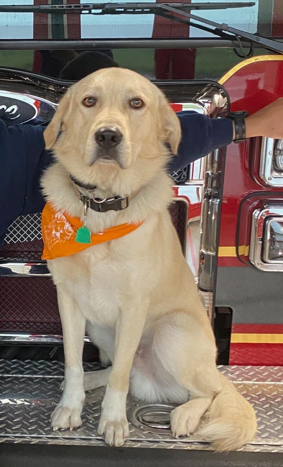 Riggs, firehouse dog, Midlothian Fire Department, Texas, station dog, dog death, car accident, missing dog, community support, dog rescue, Phillip Brancato, Dale McCaskill, Saman Shafiq
