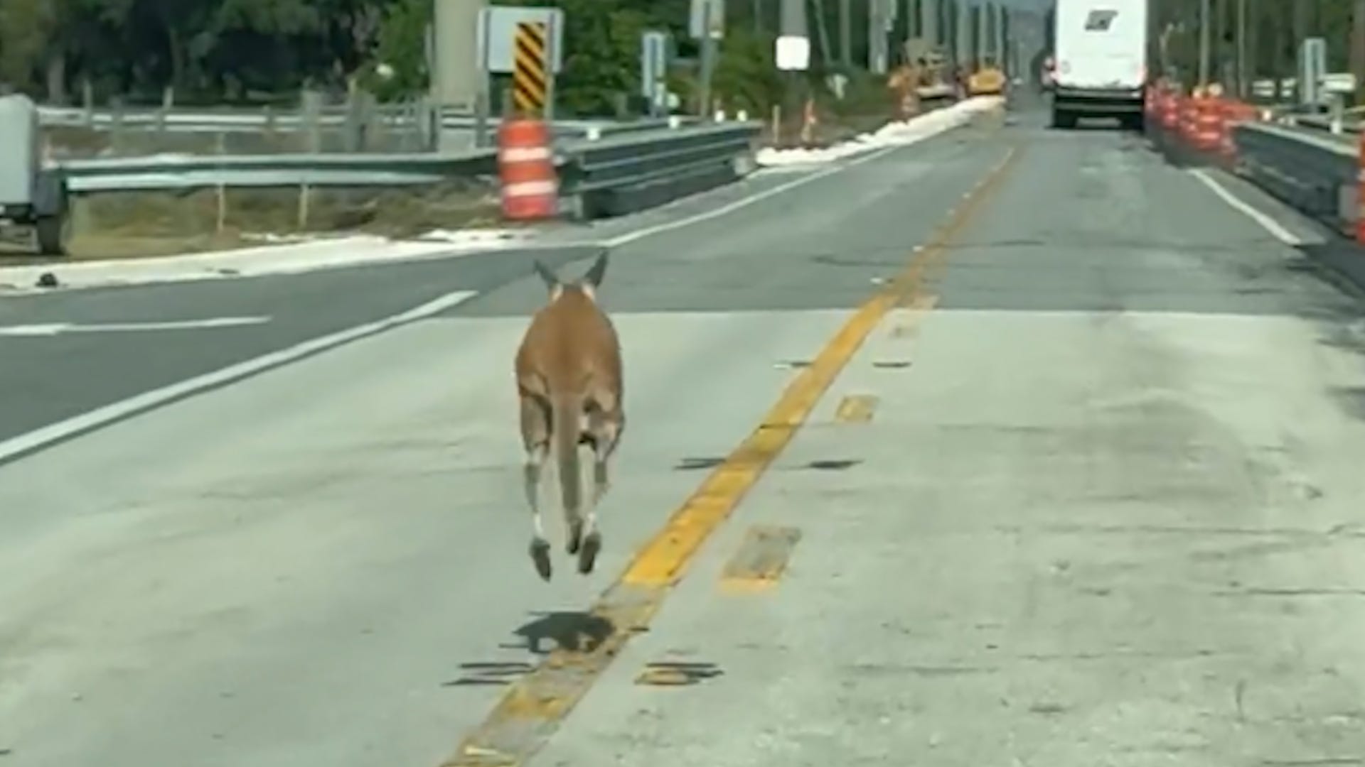 kangaroo, Florida, St. Cloud, Osceola County, escaped kangaroo, exotic animals, wildlife, animal rescue, Florida Fish and Wildlife Conservation Commission, Kaila Mullins, Brenda Stack
