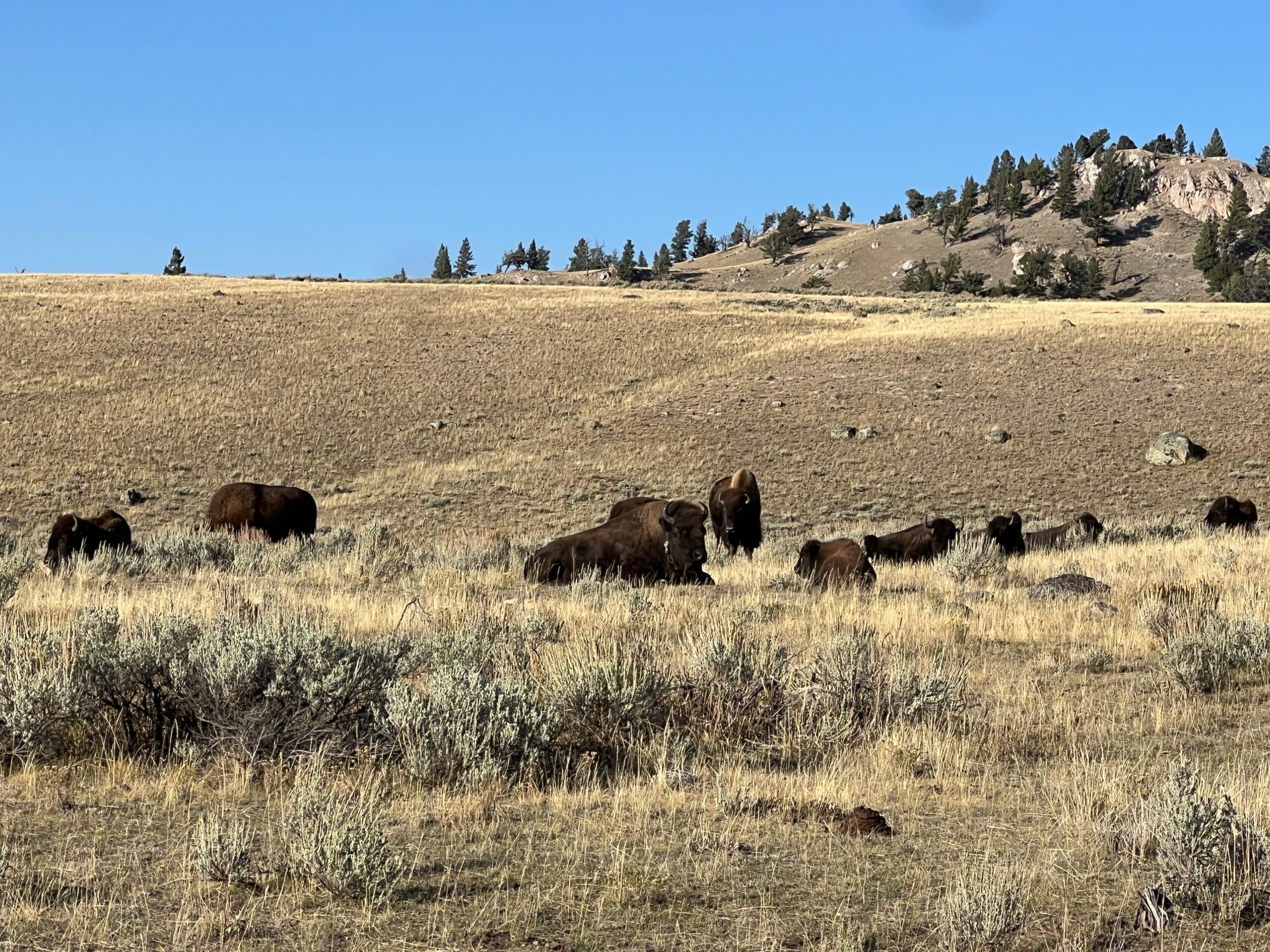 Yellowstone National Park, bison attack, Florida man, gored, wildlife safety, park visitor safety, national park injuries, animal encounter, Lake Village, Cape Coral, NPS staffing, Doug Burgum, National Park Service, wildlife distance, bison danger
