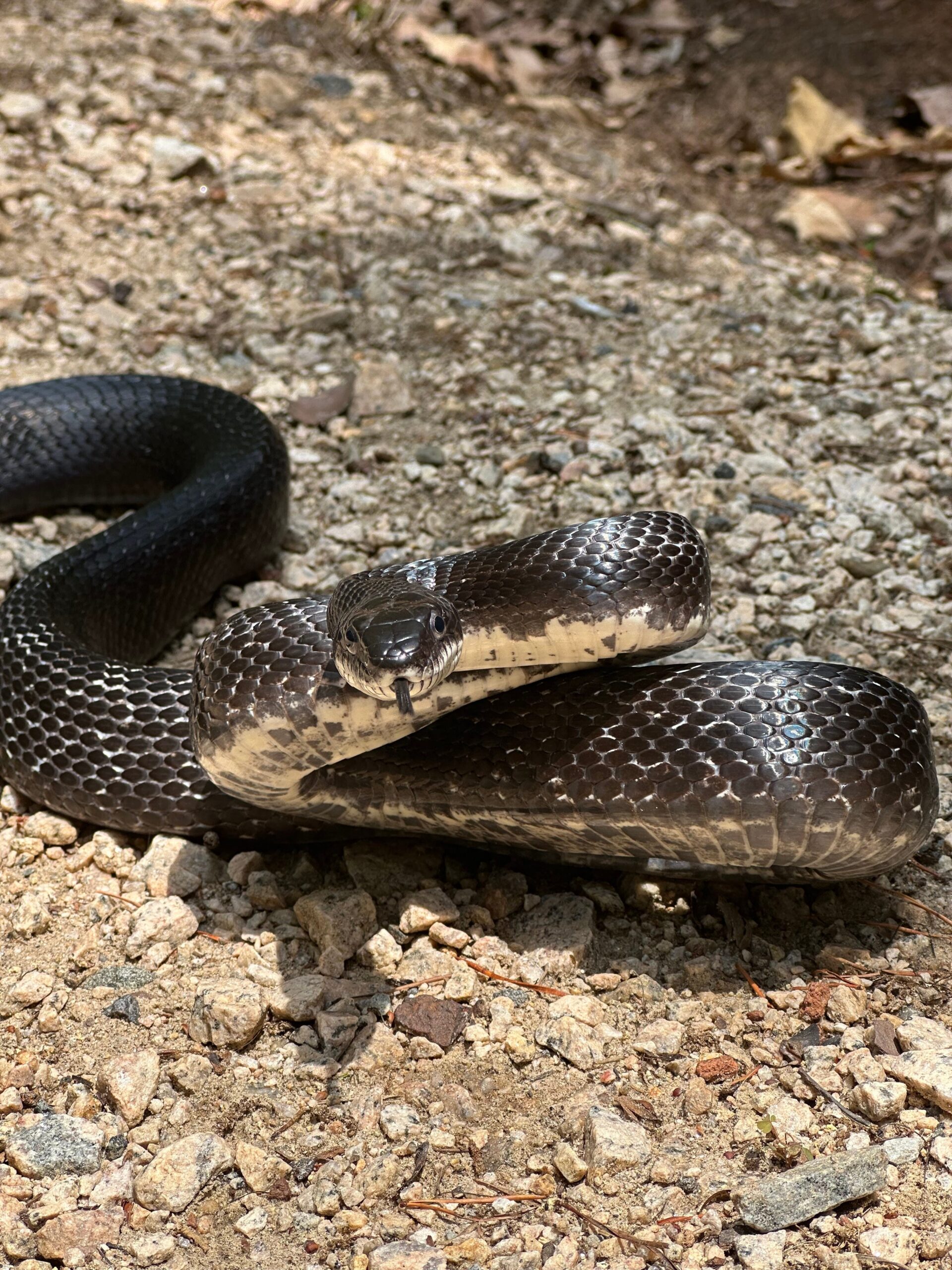 North Carolina, power outage, snake, Durham, Duke Energy, electric substation, animal-caused outage, Jeff Brooks, black snake, wildlife, nature, electricity, voltage, grids, WBTV, WNCN, WSOC-TV
