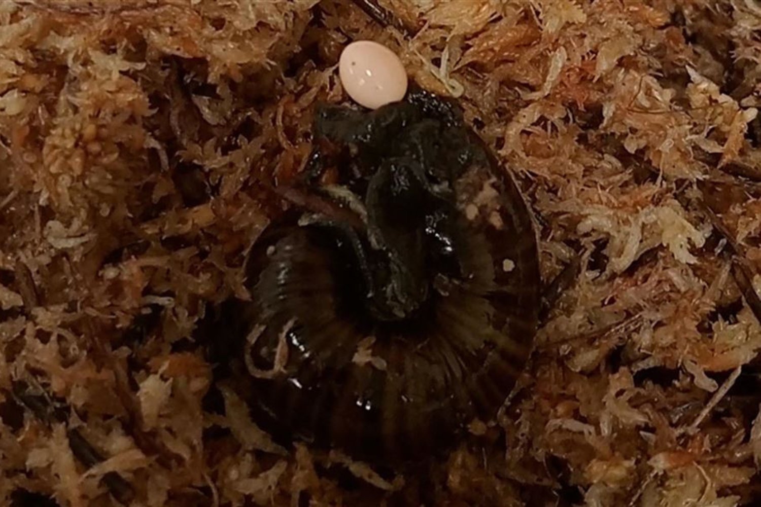 Powelliphanta augusta, Mount Augustus snail, New Zealand snails, carnivorous snails, snail reproduction, snail egg-laying, Department of Conservation, DOC, endangered species, snail conservation, captive breeding, snail genital pore, snail mating, Hokitika, South Island snails
