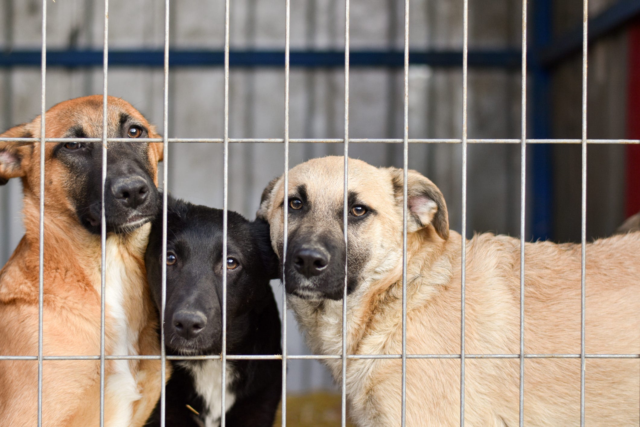 dog bites, dog attacks, dog bite prevention, dog safety, responsible pet ownership, child safety, dog training, dog socialization, AVMA, American Veterinary Medical Association, Victoria Stilwell, dog behavior, canine health, dog body language, positive training methods
