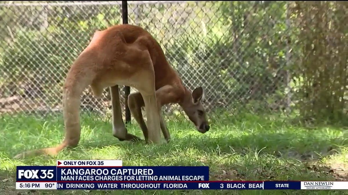 kangaroo, escape, Florida, Saint Cloud, wildlife reserve, permits, charges, FOX 35 Orlando, Hickory, Osceola County, Kaila Mullins, Florida Fish and Wildlife Conservation Commission, FWC, Amazing Animals Wildlife Preserve, Alabama, Interstate 85, Shiela, petting zoo
