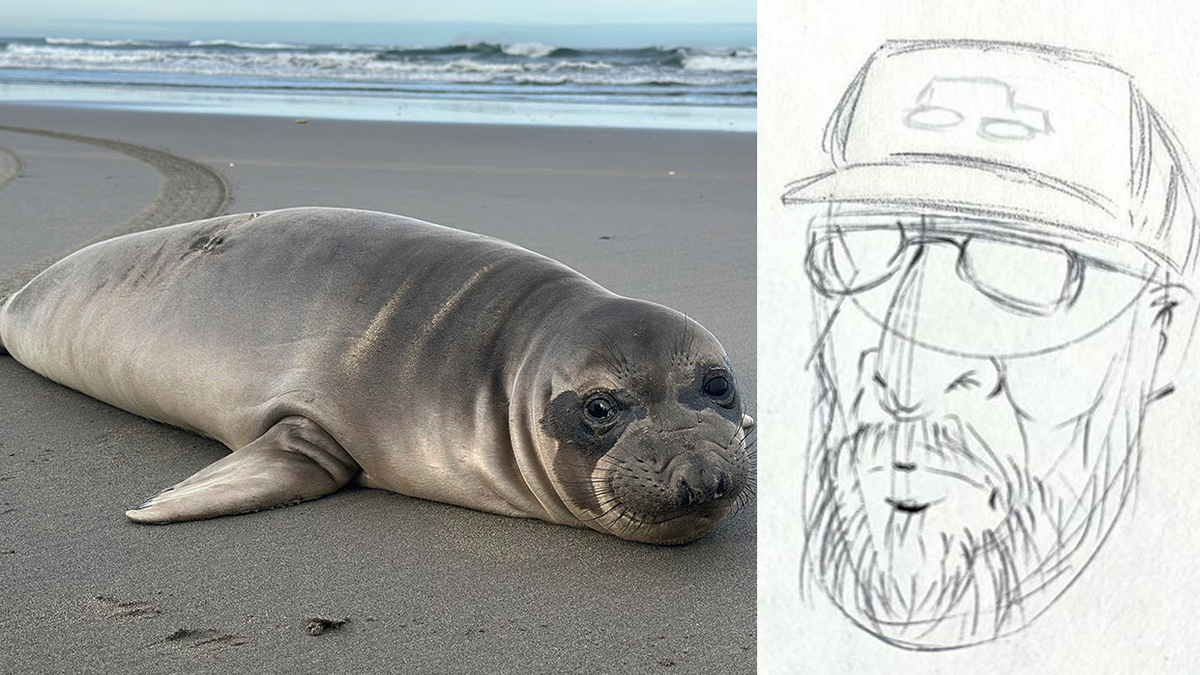elephant seal, stab wounds, Oregon, Neskowin, NOAA, Marine Mammal Protection Act, person of interest, sketch, black cap, Timber, excavator, dark blue van, Dodge, Chrysler, marine stranding, Michael Milstein, NOAA Fisheries, Channel Islands, wildlife crime, animal cruelty
