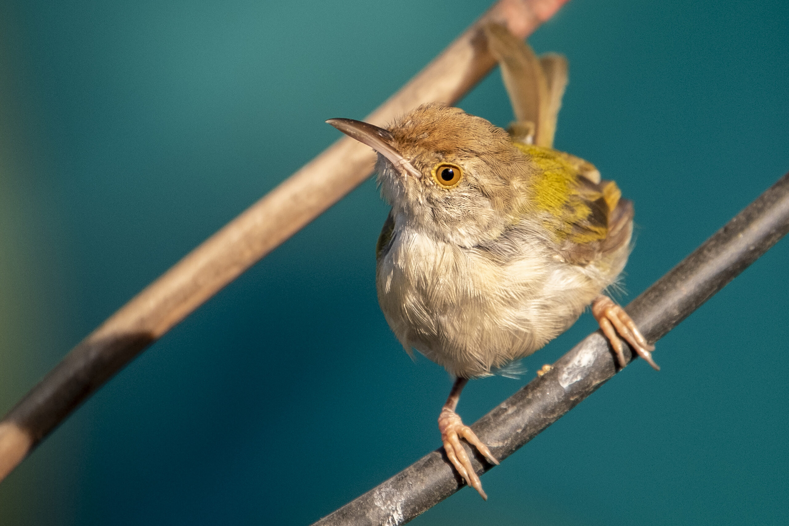 animal instincts, species-typical behavior, tailorbird nest building, learned behavior, genetic predisposition, nature vs nurture, animal cognition, procedural memory, animal behavior, Mark Blumberg, behavioral science, dog behavior, squirrel chasing, herding instinct, environmental influence on behavior, climate change and animal survival, animal adaptation, understanding animal behavior
