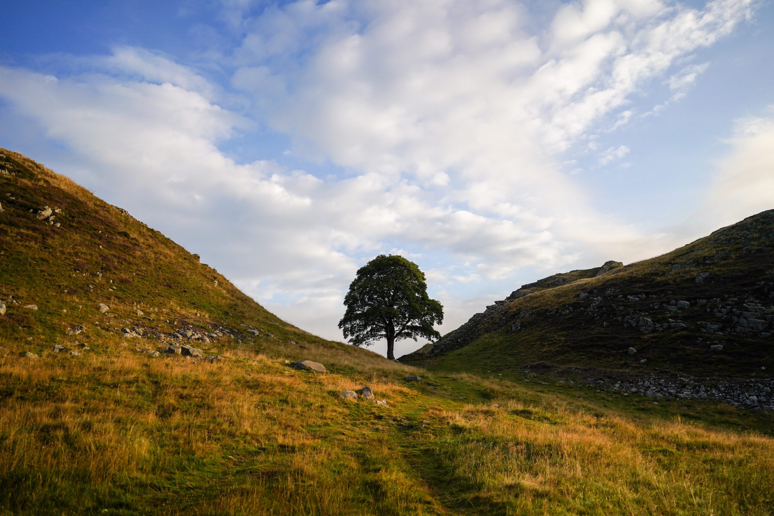Sycamore Gap tree, Hadrian's Wall, tree felling, criminal damage, Daniel Graham, Adam Carruthers, Newcastle crown court, Robin Hood: Prince of Thieves, Kevin Costner, Morgan Freeman, National Tree of the Year, tree law, Steve Blair, Twice Brewed Inn, British court, vandalism, sentencing, arboreal thuggery

