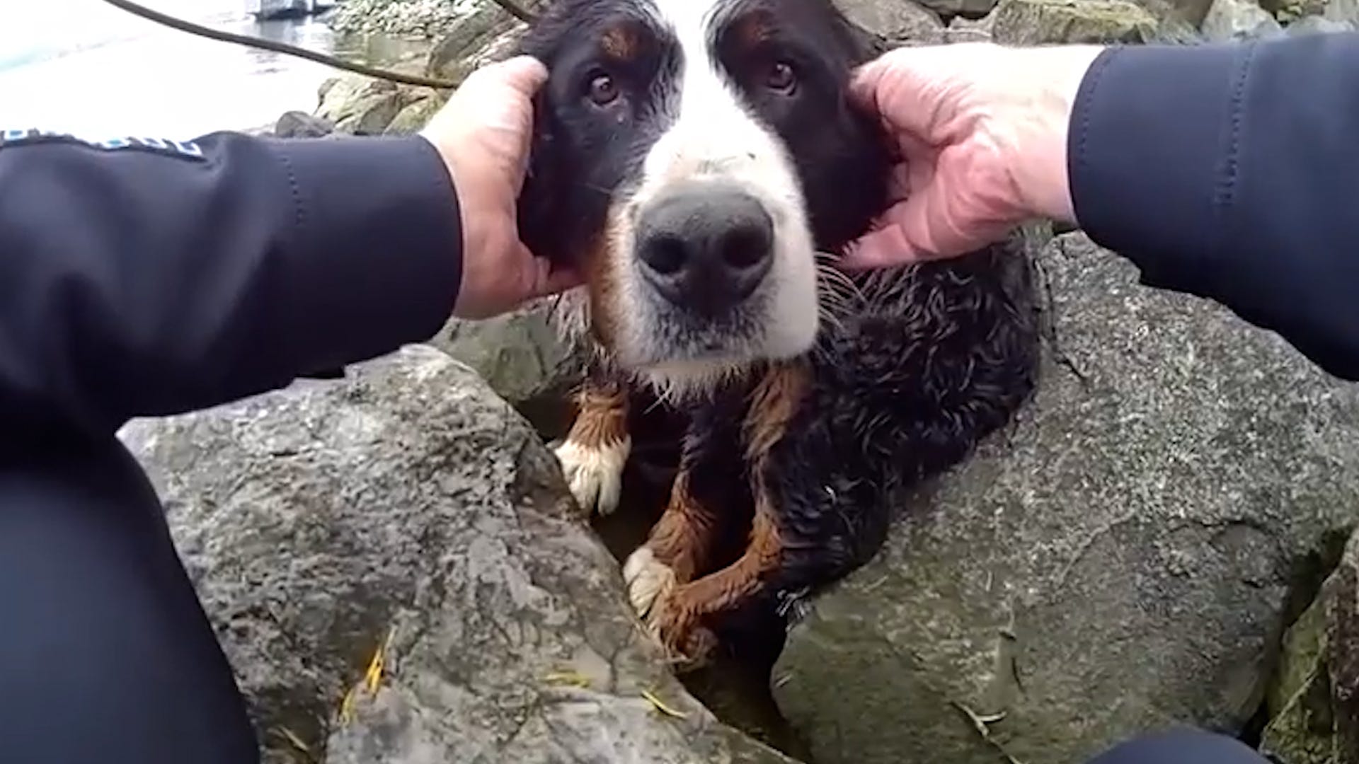 Bernese Mountain Dog rescue, Tacoma, Chinese Reconciliation Park, dog trapped in rocks, Tacoma Police rescue, dog rescue, animal rescue, Humane Society, heartwarming rescue, good news, uplifting stories, dog reunion, pet rescue, Washington State, positive news, animal welfare, dog safety
