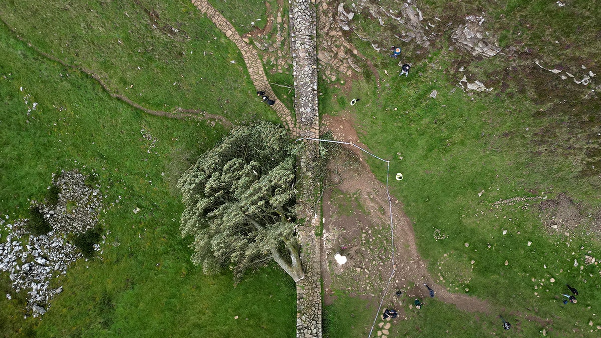 Sycamore Gap, Sycamore Gap tree, Hadrian's Wall, Robin Hood: Prince of Thieves, Northumberland National Park, Daniel Graham, Adam Carruthers, tree felling, criminal damage, UK news, England, landmark, UNESCO World Heritage Site, vandalism, moronic mission, tree cutting, Sycamore Gap sentencing
