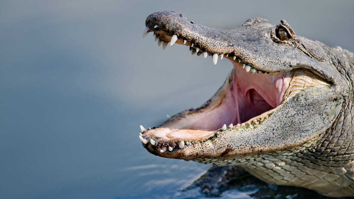 alligator attacks, Florida, University of Florida, human behavior, risk assessment, CrocBITE database, alligator safety, wildlife interactions, preventable attacks, situational awareness, alligator country, Mark Teshera, Frank Mazzotti
