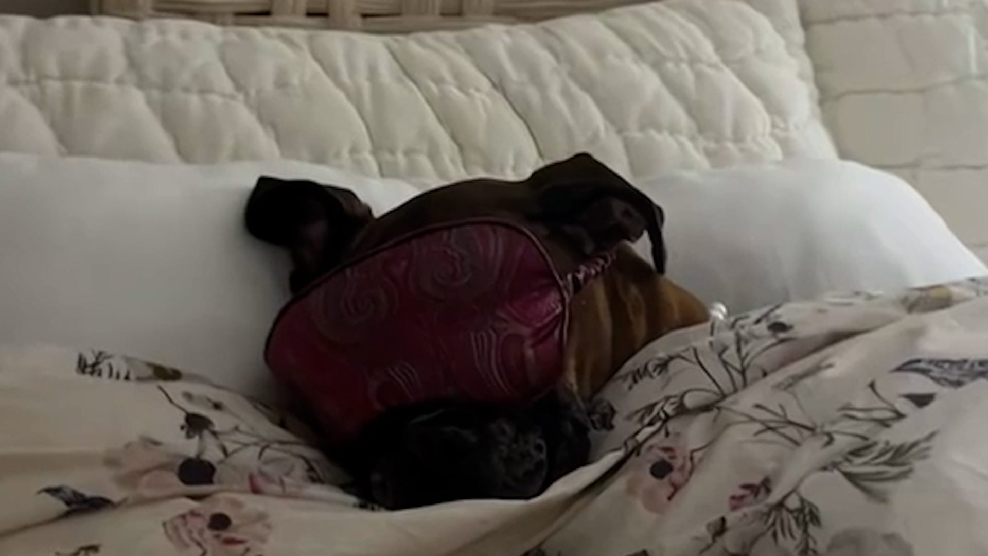 Poppy the boxer, dog steals couch, high maintenance dog, dog bedtime routine, dog eye mask, funny dog video, Connecticut dog, grandpa and dog, dog antics, USA TODAY, Vanessa Nelson, Saman Shafiq
