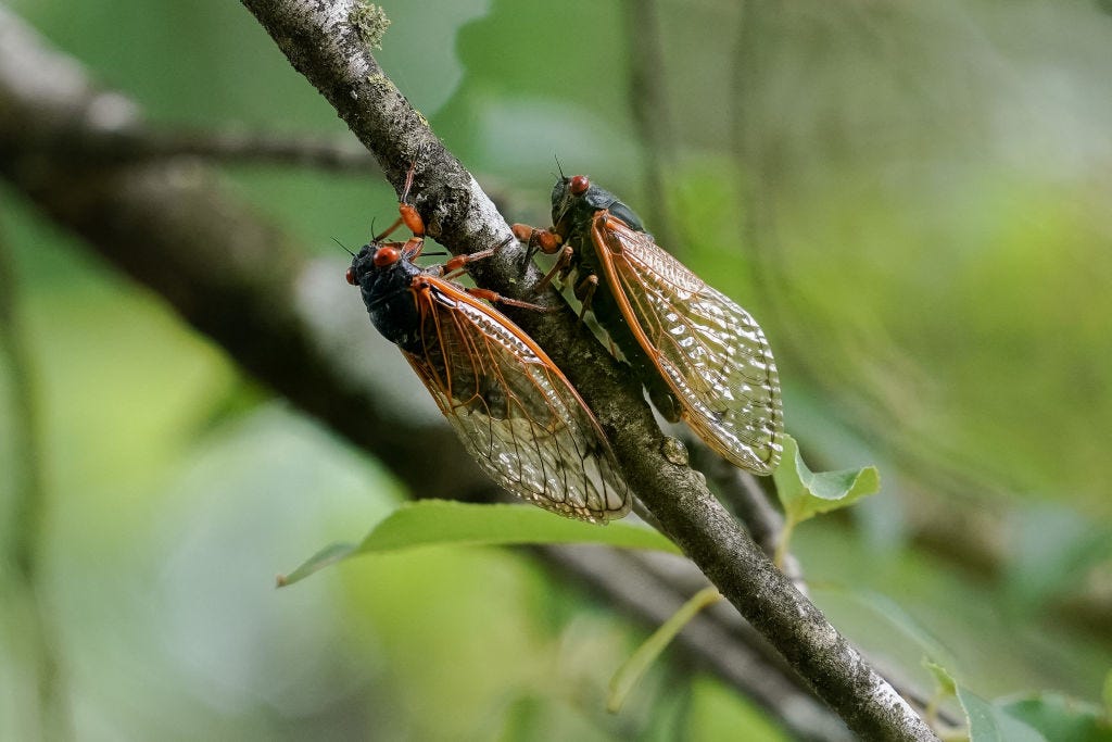 cicadas, Brood XIV, periodical cicadas, cicada sightings, cicada map, Cicada Safari, cicada emergence, cicada life cycle, cicada sounds, cicada damage, cicada prevention, cicada activities, Gene Kritsky, John Cooley, cicada facts, cicada states, cicada nymphs, oak leaf itch mites, cicada brood, cicada 2025
