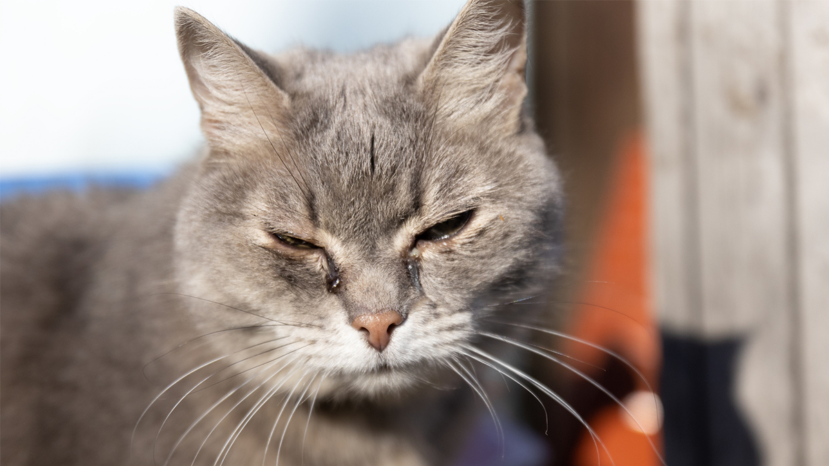 animal cruelty, Suffolk County, animal abuse registry, pet ownership, animal welfare, legislation, New York, Roy Gross, Stephanie Bontempi, Ed Romaine, animal rights, misdemeanor, penalties, animal protection, Long Island, dead cats, SPCA, crime
