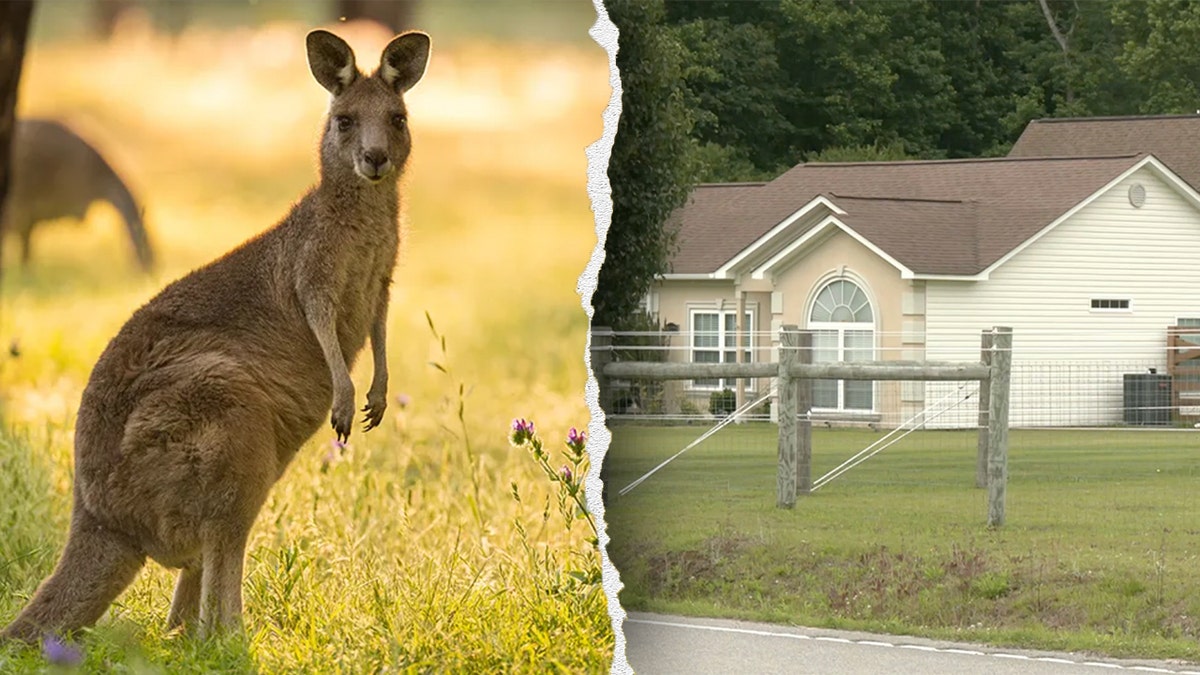 kangaroo attack, petting zoo death, South Carolina, Eric Slate, 5 Star Farm, Horry County, blunt force injuries, animal encounter, kangaroo enclosure, wallaby enclosure, animal safety, exotic animals, fatal incident, petting zoo accident

