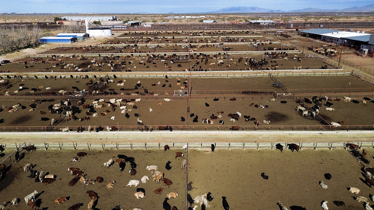 New World Screwworm, NWS, cattle, horse, bison, livestock, imports, border, Mexico, USDA, Brooke Rollins, Animal Plant Health Inspection Service, APHIS, U.S. Customs and Border Protection, screwworm eradication, sterile insect dispersal, animal health, food safety, pest control, animal disease, parasitic fly, maggots, livestock industry, United States, U.S. southern border

