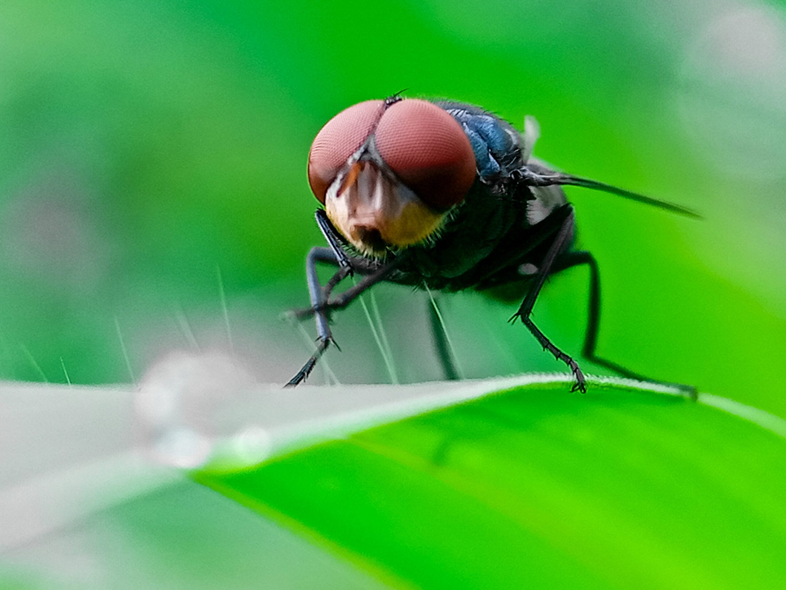 New World Screwworm, NWS, livestock import ban, U.S.-Mexico border, cattle, Brooke Rollins, U.S. Agriculture Secretary, parasite infestation, screwworm fly, sterile fly program, animal health, food safety, USDA, Mexican agriculture, Luis Fernando Haro, Julio Berdegue, Esteban Moctezuma Barragán
