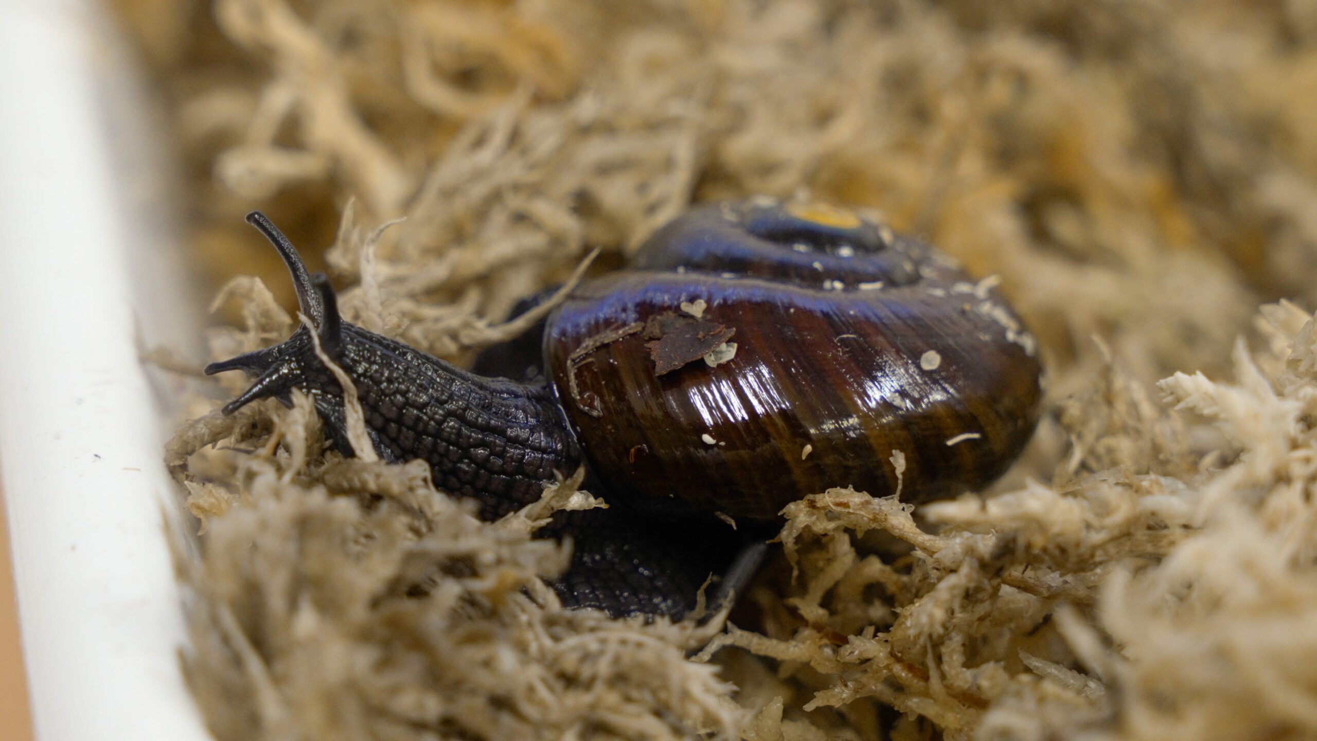 rare snail, New Zealand, powelliphanta augusta, egg laying, neck, Department of Conservation, endangered species, snail reproduction, Lisa Flanagan, Kath Walker, unusual animal behavior, snail biology, captive breeding program, wildlife conservation
