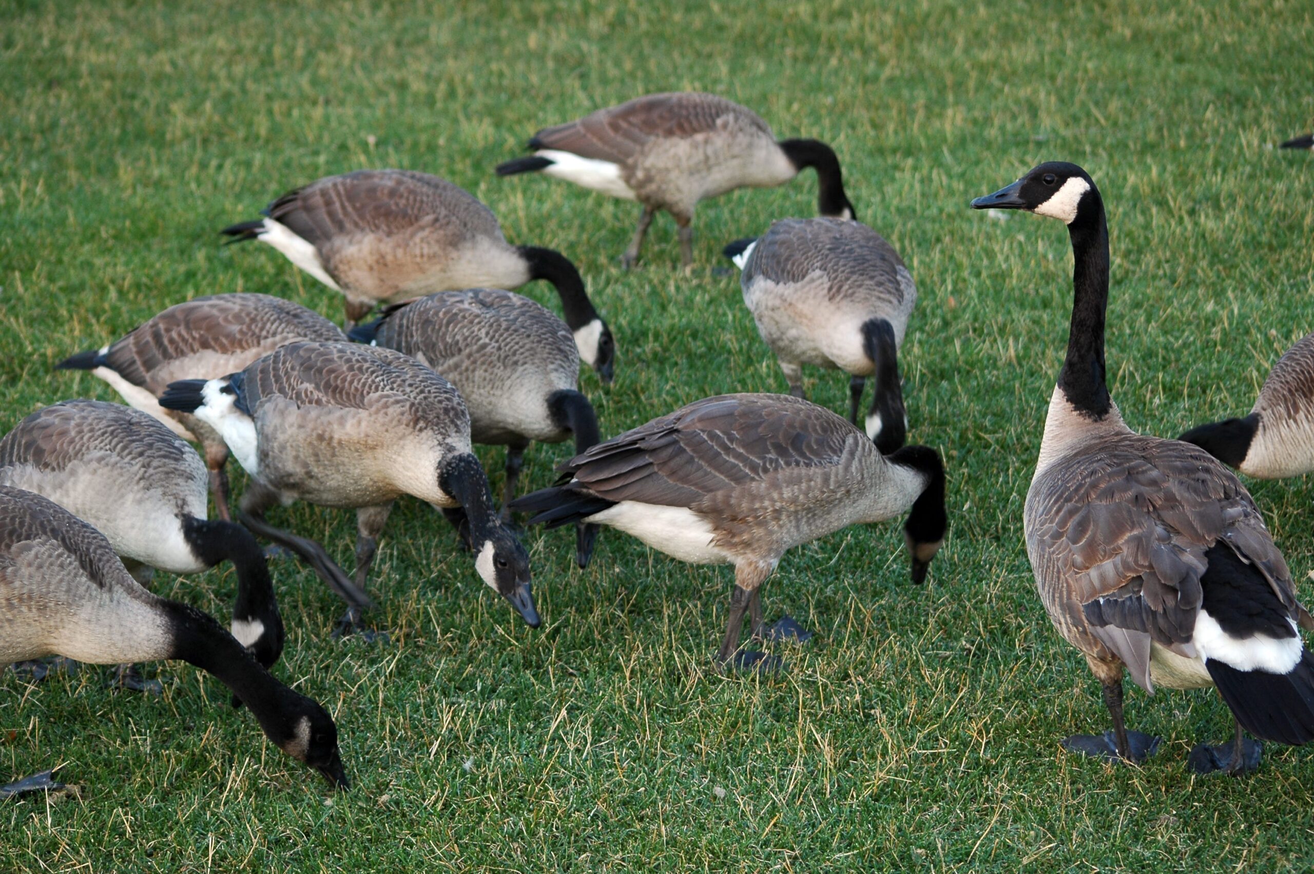 Canada geese, Michigan DNR, goose control program, lethal gassing, euthanasia, nuisance geese, goose population, wildlife management, animal rights, non-lethal methods, M. Scott Bowen, Dayna Polehanki, In Defense of Animals, Highly Pathogenic Avian Influenza, bird flu, goose droppings, natural resources, goose conflicts, wildlife staff, permit program, goose relocation, nest destruction, egg destruction
