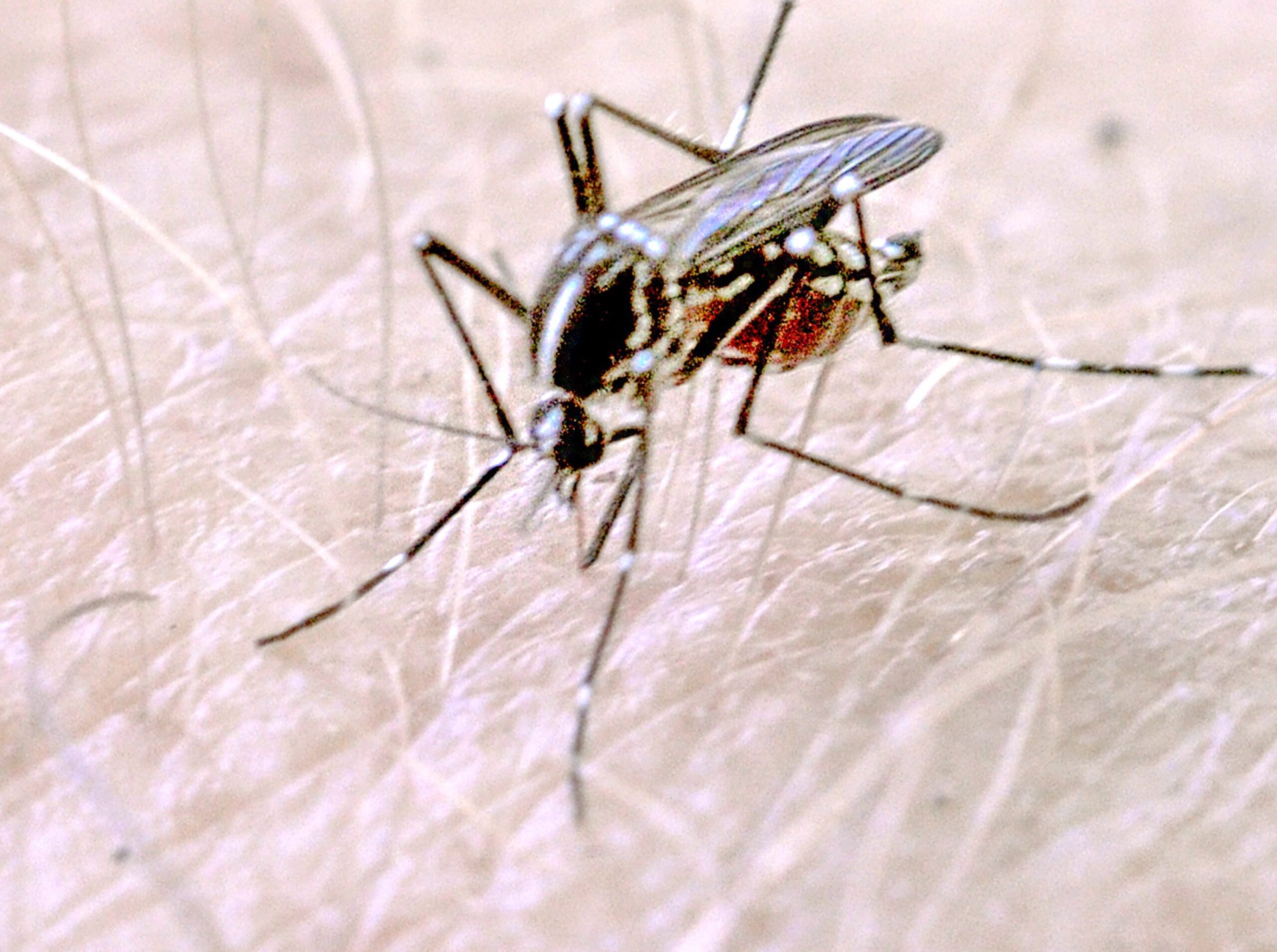 Ixchiq, chikungunya vaccine, FDA, adverse events, vaccine safety, Valneva, mosquito-borne illness, vaccine adverse event reporting system, senior citizens, vaccine risk, vaccine benefit, public health, CDC, European Medicines Agency, live attenuated vaccine
