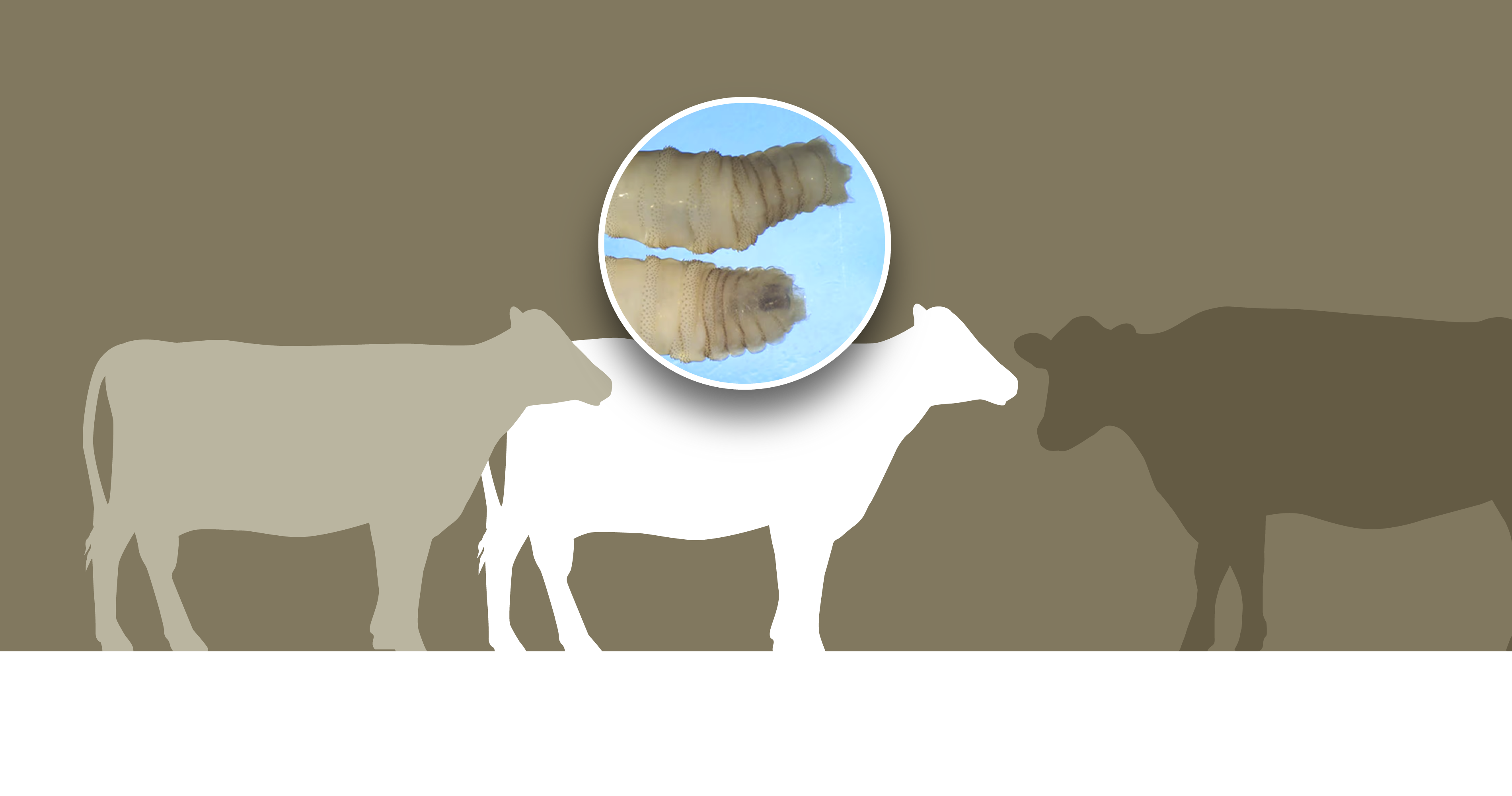New World Screwworm, Screwworm, NWS, cattle import ban, Mexico, United States, USDA, Animal and Plant Health Inspection Service, APHIS, myiasis, flesh-eating maggots, parasitic fly, livestock, animal health, public health, Oaxaca, Veracruz, screwworm symptoms, screwworm treatment, animal infestation, maggot infestation
