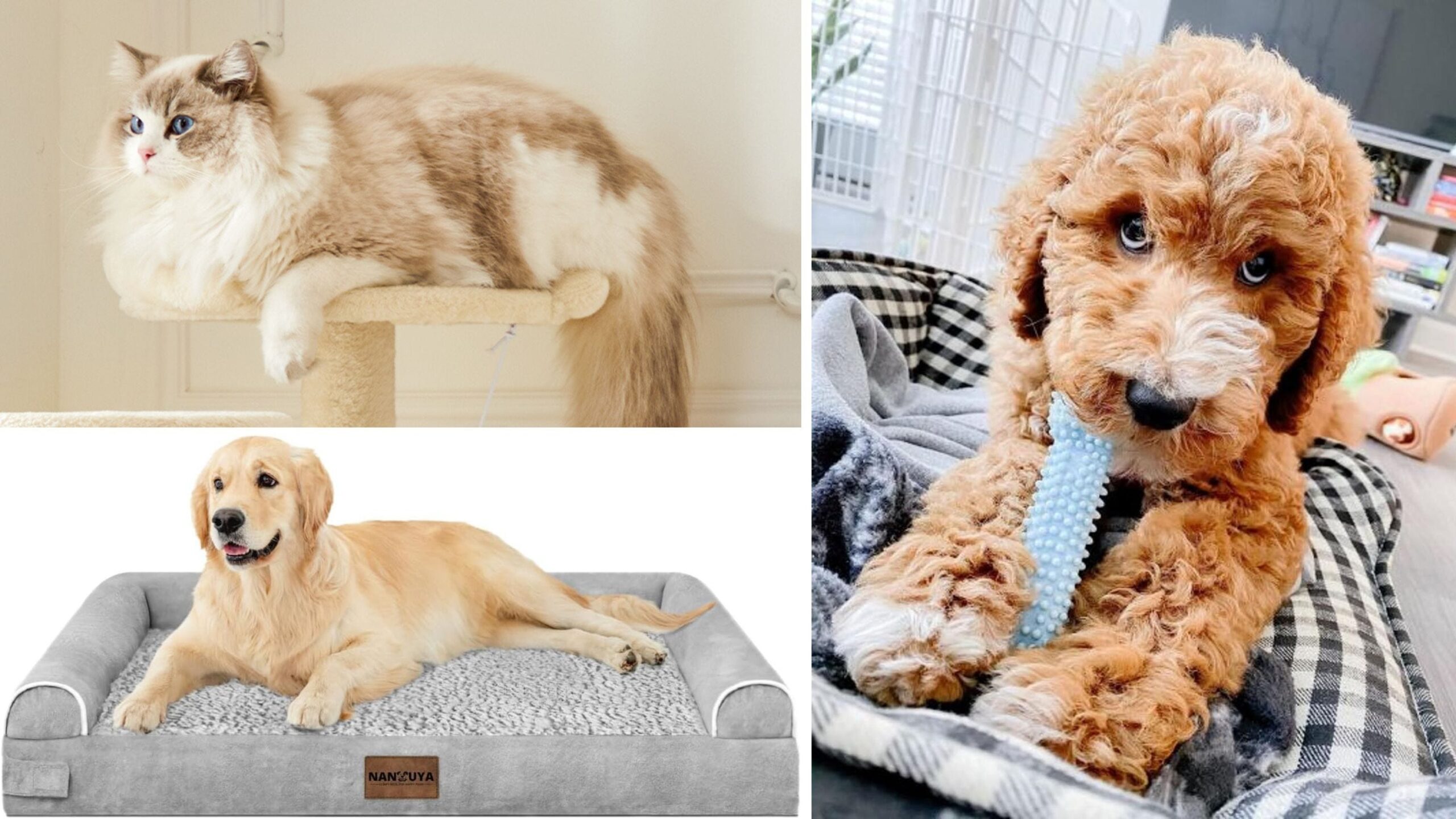 Amazon Pet Day, pet supplies sale, pet deals, dog supplies, cat supplies, pet food, pet toys, pet beds, pet grooming, Amazon Prime, discounts, pet essentials, self-cleaning litter box, cozy dog bed, The Farmers Dog, Bil-Jac, PetSmart, Chewy, Bissell CrossWave Edge, pet savings event, furry friends, feathered friends, finned friends
