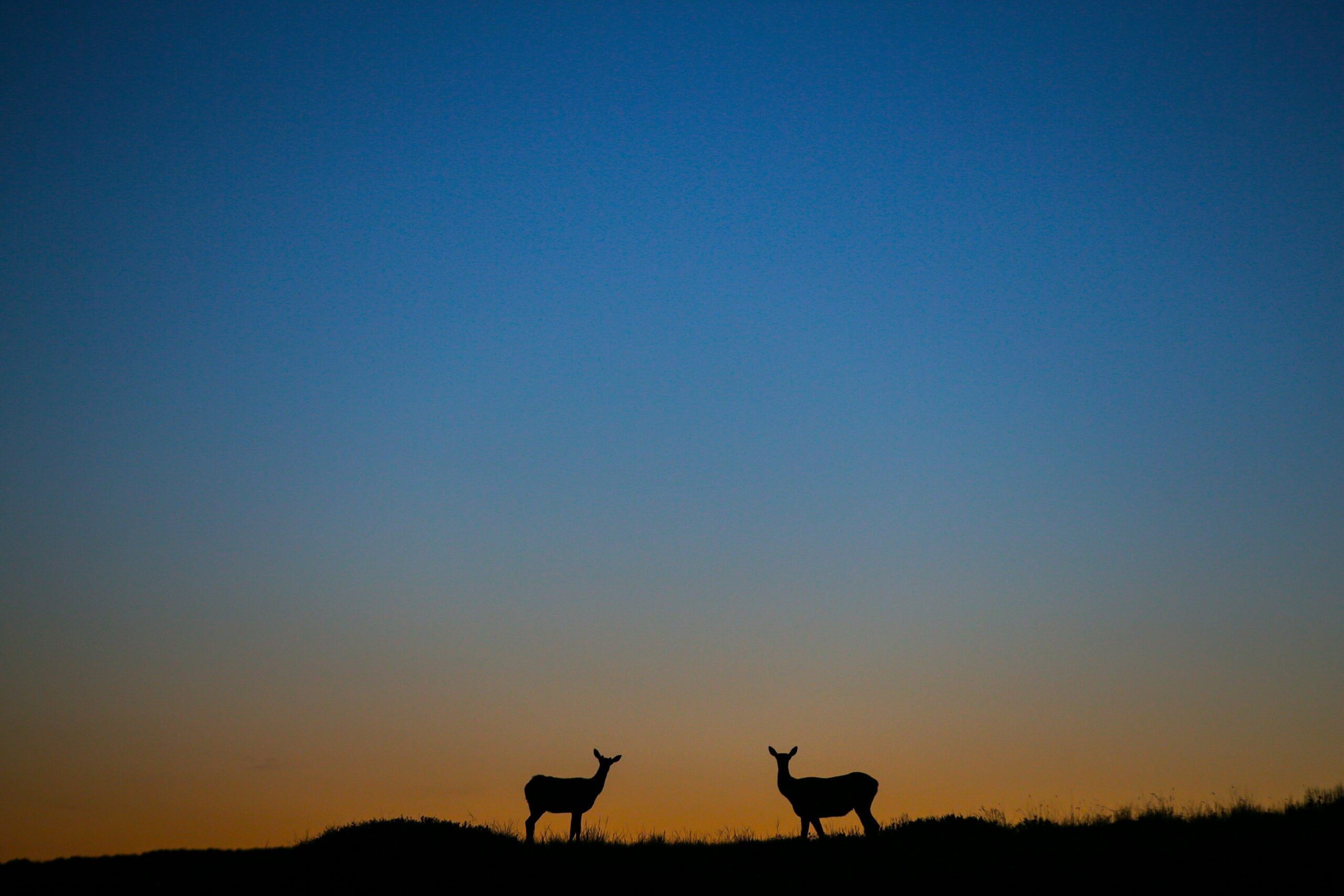 Jackson Hole Airport, Dark Sky Place, Astrotourism, Stargazing, Grand Teton National Park, Light Pollution, Night Sky, International Dark Sky Places Program, Responsible Lighting, Wildlife Conservation, Wyoming, Travel, Airport Lighting, Lighting Management Plan
