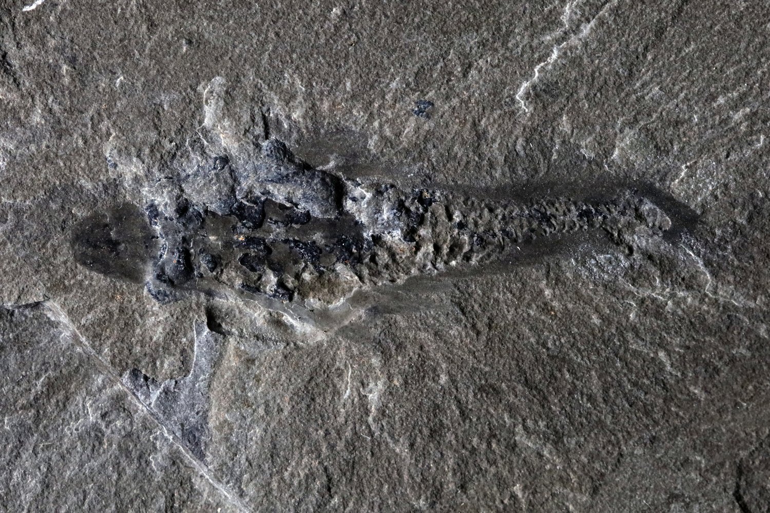 Mosura fentoni, Cambrian period, Burgess Shale, radiodonts, Anomalocaris, fossil discovery, arthropods, early animal evolution, sea-moth, Joe Moysiuk, Royal Society Open Science, paleontology, Yoho National Park, Kootenay National Park, Cambrian Explosion, Titanokorys gainesi, Cambroraster falcatus, science fiction, species naming, internal anatomy, fossil preservation, evolution.
