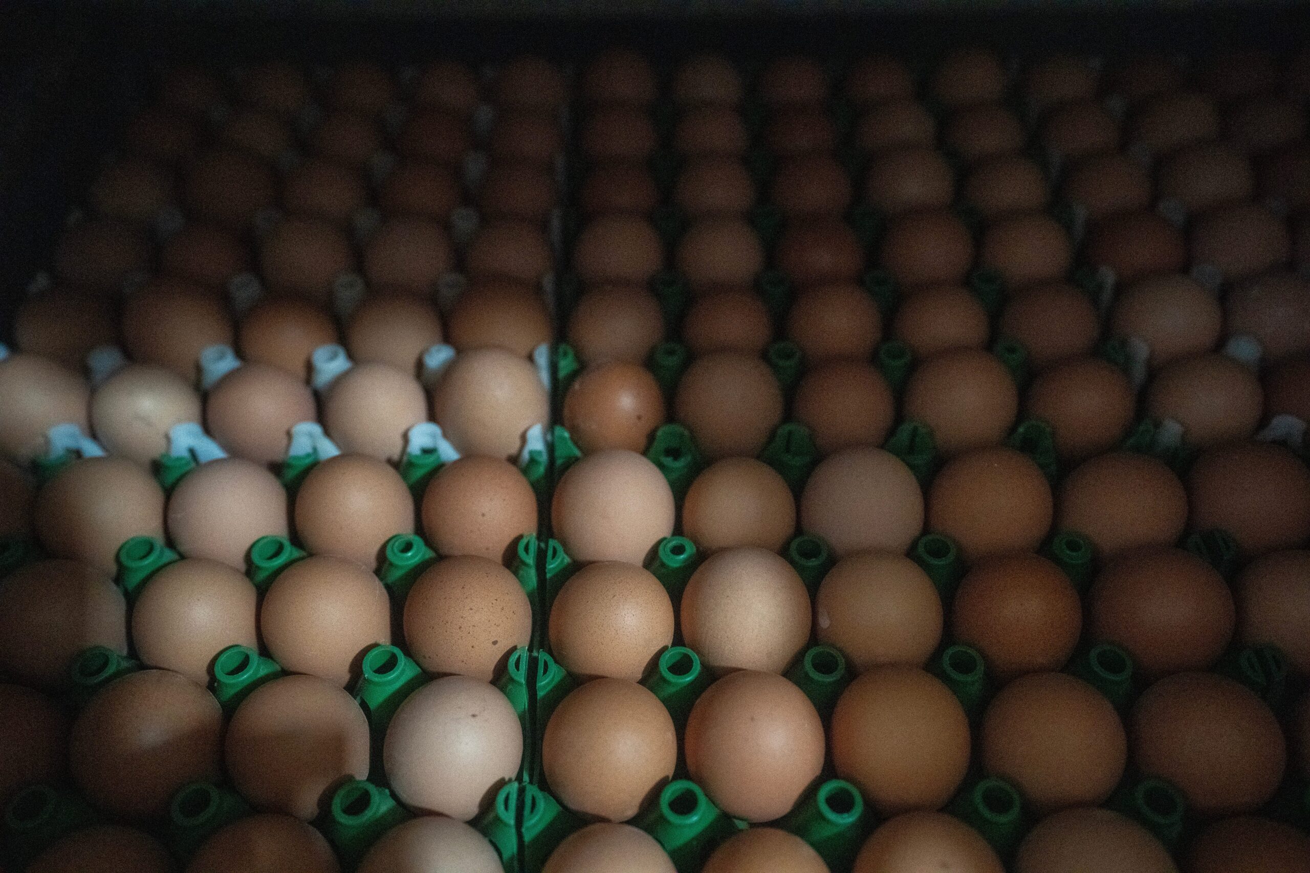 egg prices, inflation, consumer price index, bird flu, poultry, agriculture, food costs, grocery prices, USDA, supply chain, tariffs, US economy, egg imports, food prices, breakfast, cost of living

