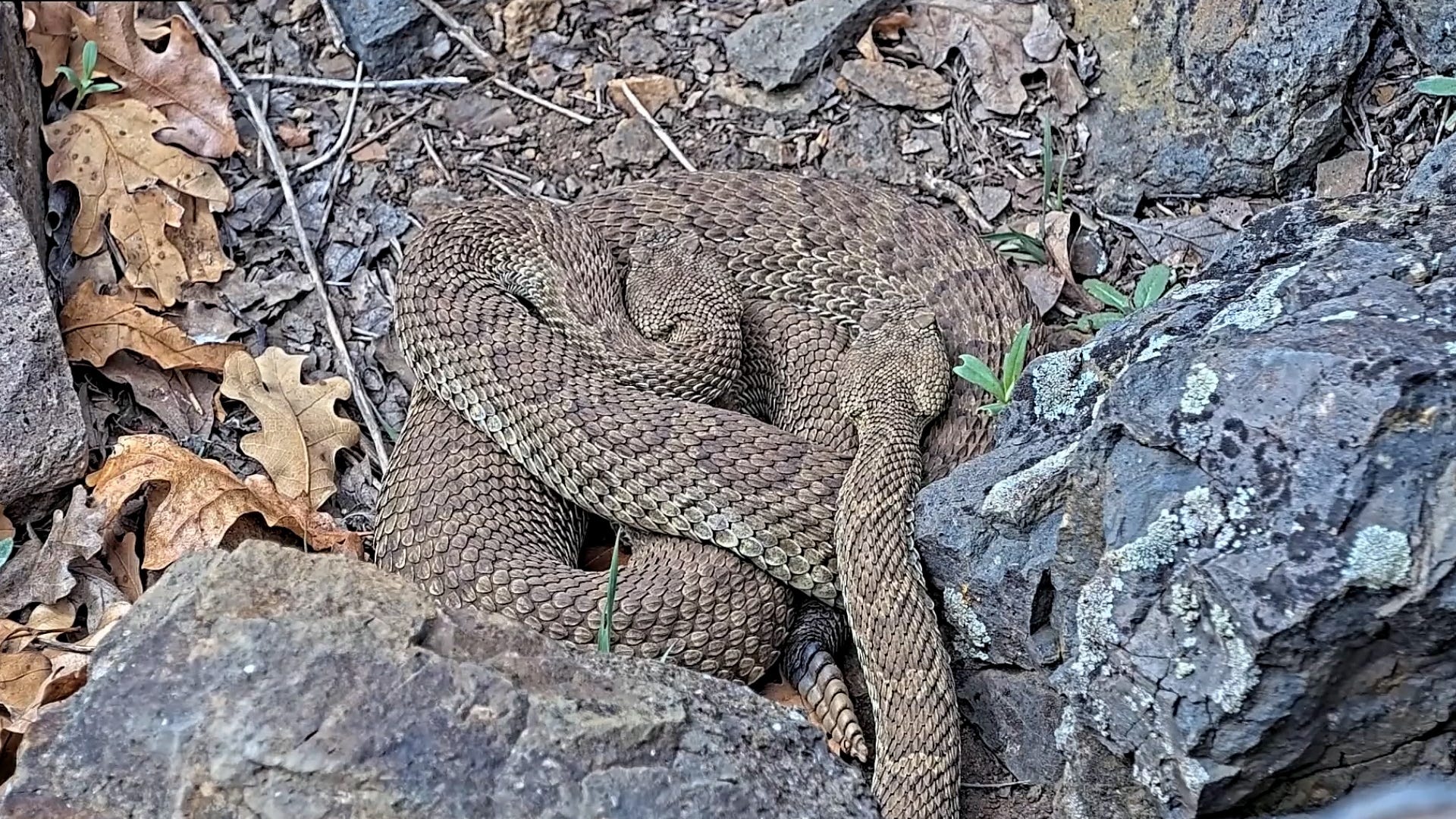 RattleCam, rattlesnakes, livestream, California, Colorado, Pennsylvania, copperheads, black bears, snake behavior, snake conservation, wildlife, nature, education, science, Project RattleCam, animal behavior, reptile, hibernation, social dynamics, snake identification, scale patterns, snake injuries, wildlife livestream, animal livestream, snake education, rattlesnake stigma
