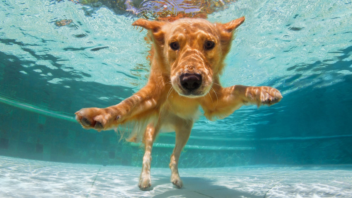 dog summer, pet deals, Amazon Pet Sale, dog collar, dog harness, dog pool, wireless dog fence, GPS dog tracker, dog toys, flea and tick collar, dog bed, dog water bottle, dog crate, dog life jacket, summer pet supplies, pet travel, dog hiking, dog safety, pet accessories
