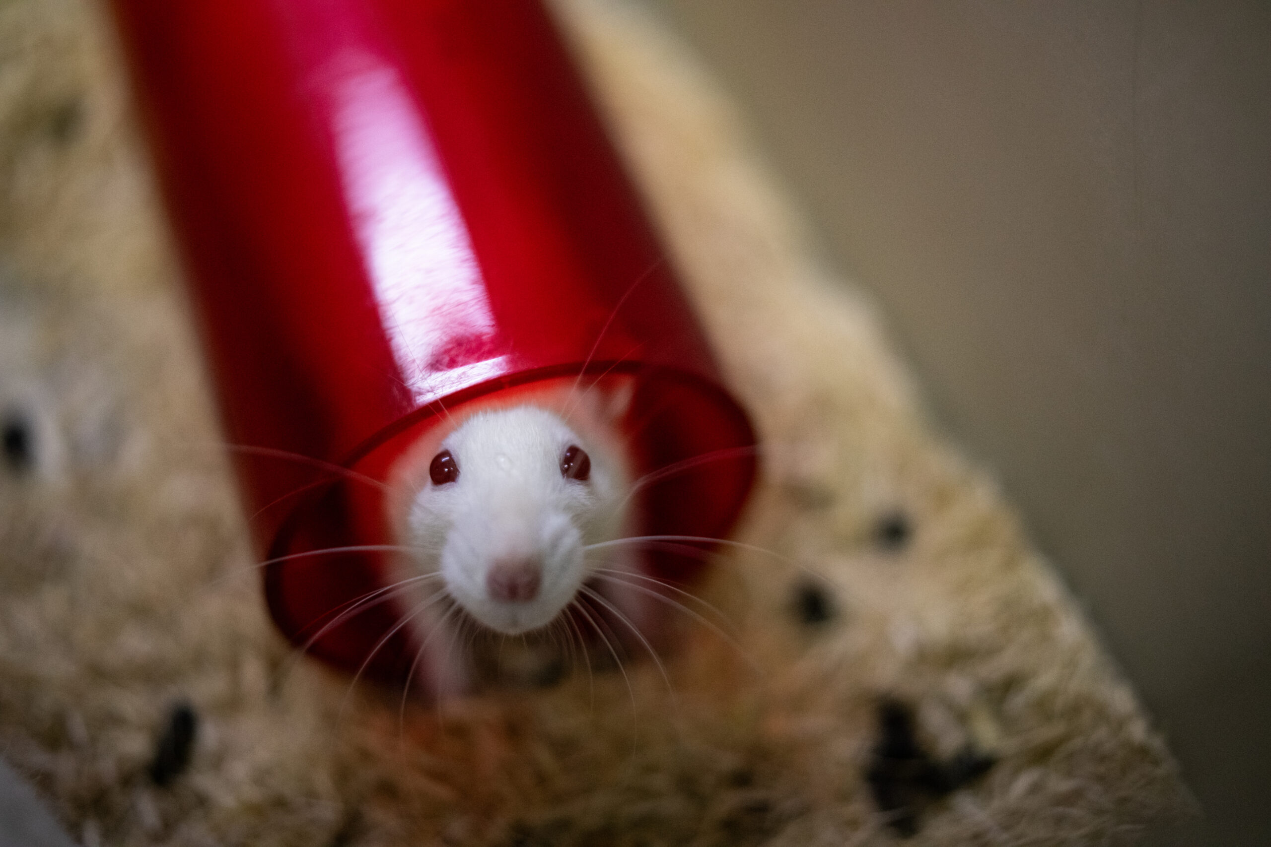 animal testing, animal research, Trump administration, NIH, FDA, EPA, animal welfare, alternatives to animal testing, scientific research, animal rights, animal experimentation, vivisection, regulatory reform, Animal Welfare Act, research funding, biomedical research, ethics, science policy, laboratory animals
