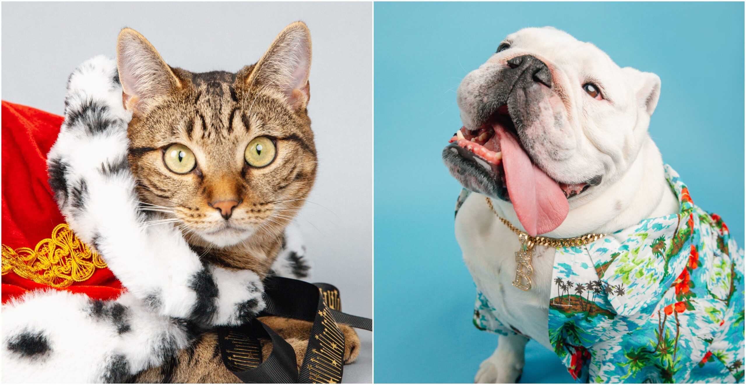 Americas Favorite Pet, Colossal, PAWS, Progressive Animal Welfare Society, pet competition, Buster the bulldog, Geno the cat, Eric Stonestreet, animal welfare, pet contest, Modern Dog, Modern Cat, pet rescue, pet adoption, pet philanthropy

