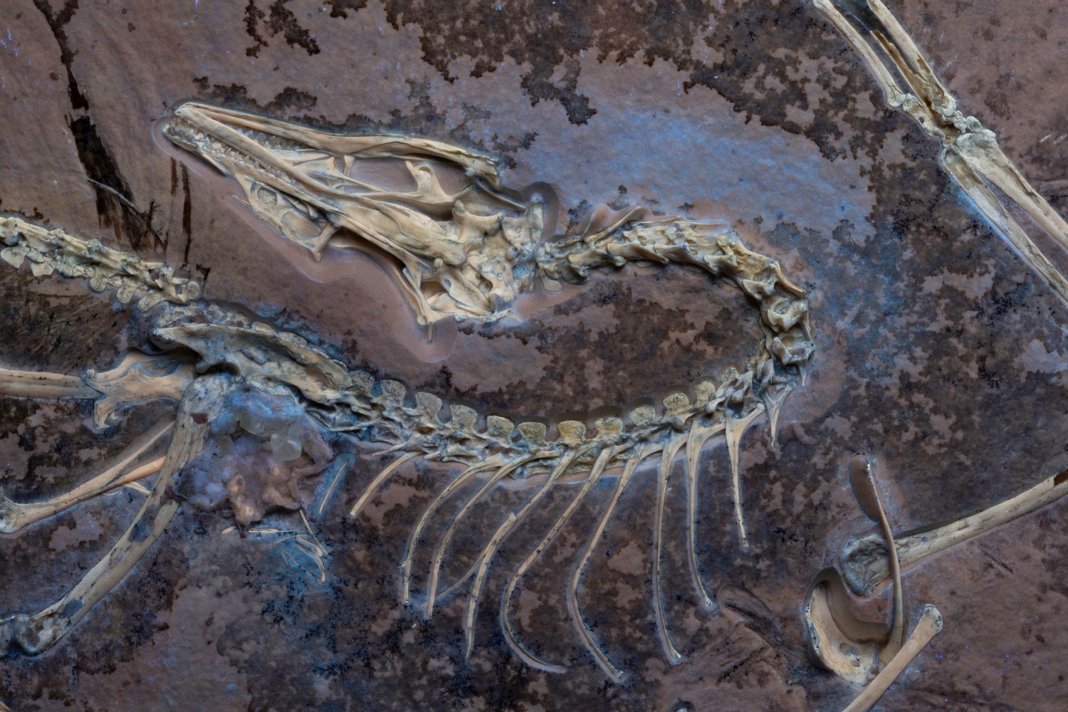 Archaeopteryx, Chicago Archaeopteryx, fossil, dinosaurs, birds, evolution, paleontology, Jingmai O'Connor, Field Museum, soft tissue, tertials, flight, reptile-bird link, Akiko Shinya, fossil preparation, CT scan, avian evolution, non-avian dinosaurs, feathered dinosaurs.
